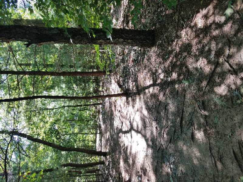 A serene forest scene featuring tall trees with green foliage, casting shadows on a sandy ground. Sunlight filters through the leaves, creating a peaceful and natural atmosphere in the woodland. Riley Trails mountain bike trail.