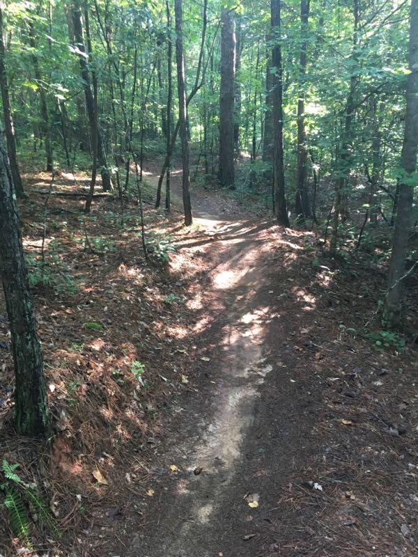 A sunlit winding trail through a dense forest, surrounded by tall trees and scattered leaves on the ground. The path is narrow and well-trodden, leading deeper into the woods with dappled sunlight filtering through the canopy above. Taylor Randahl Memorial Mountain Bike Trails At Olde Rope Mill Park mountain bike trail.