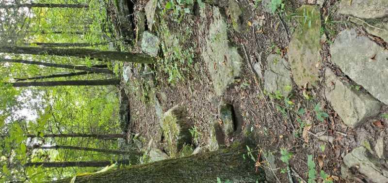 Alt text: A forested area with a rocky path covered in leaves and surrounded by trees. The scene is lush and green, showcasing natural vegetation and earthy textures. Monster T mountain bike trail.