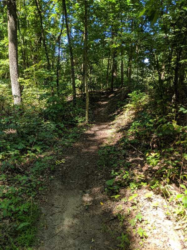 A winding dirt trail surrounded by lush green trees and foliage, leading into a sunlit forest. The path is slightly uneven, with patches of sunlight filtering through the trees, illuminating the earthy tones of the ground and surrounding plants. Bonneyville Mill mountain bike trail.