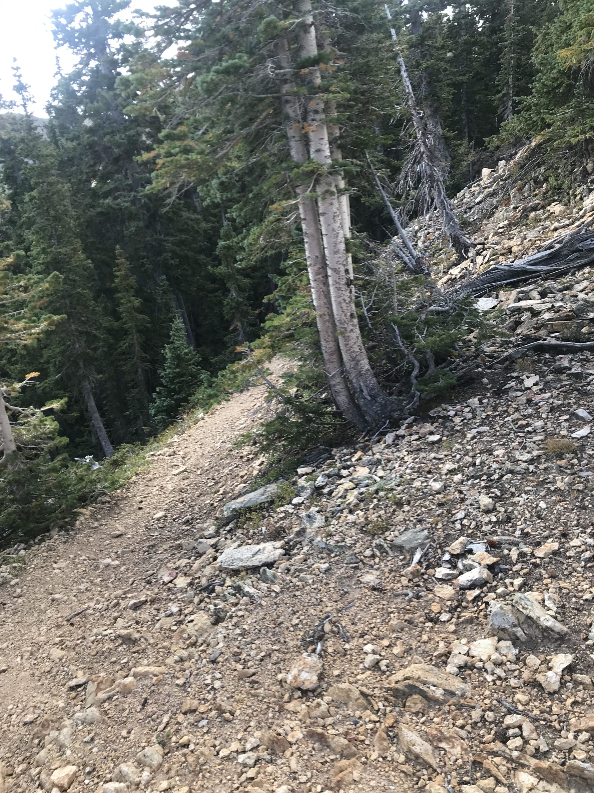 A narrow dirt trail winding through a dense forest of tall coniferous trees, with rocky terrain and scattered stones alongside the path. The scene depicts a natural mountainous landscape, showcasing the greenness of the foliage and the ruggedness of the ground. Lost Lake to East Fork Loop mountain bike trail.