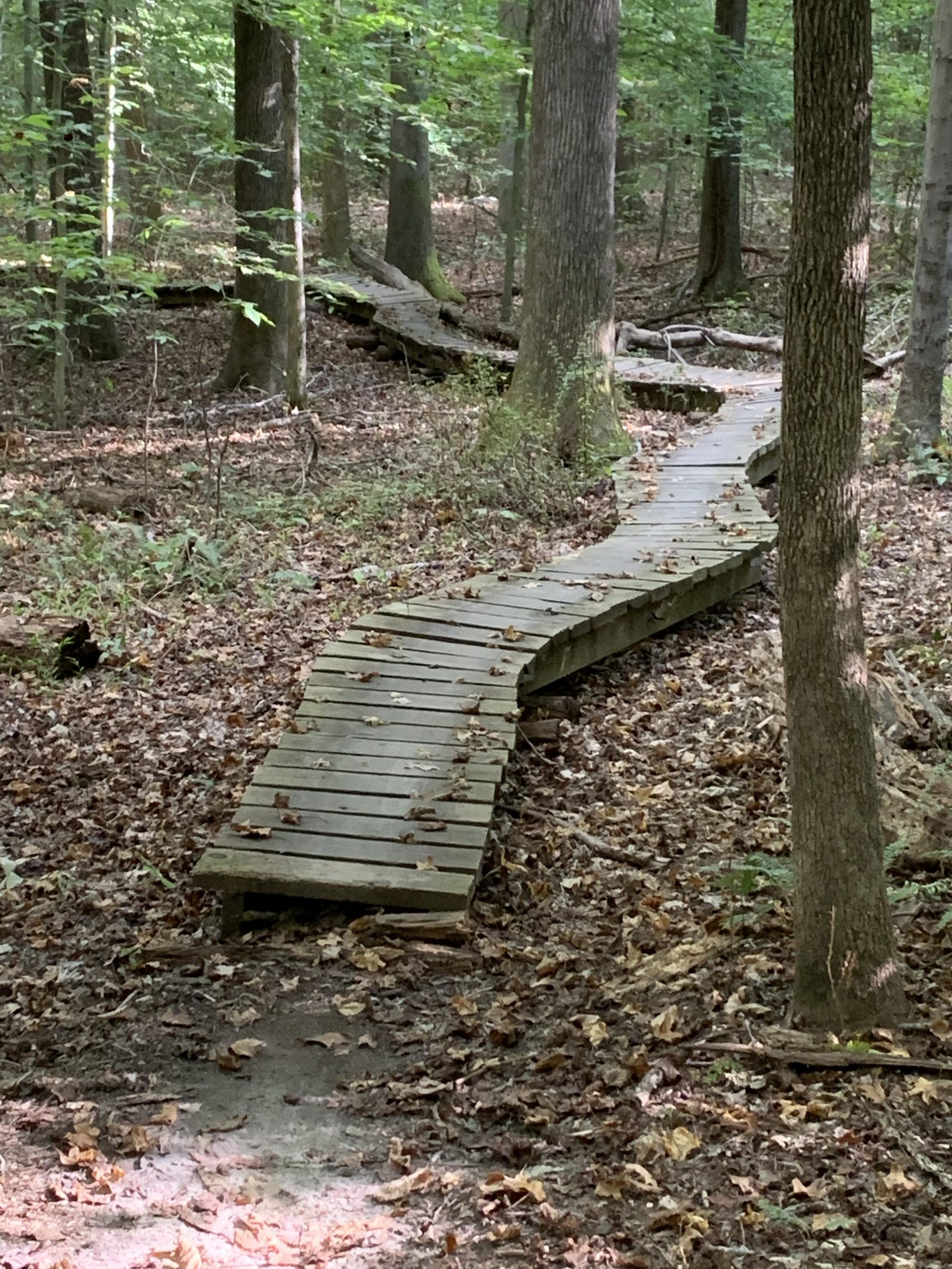 A winding wooden boardwalk path through a wooded area, surrounded by green trees and scattered autumn leaves on the ground. Rosaryville State Park mountain bike trail.