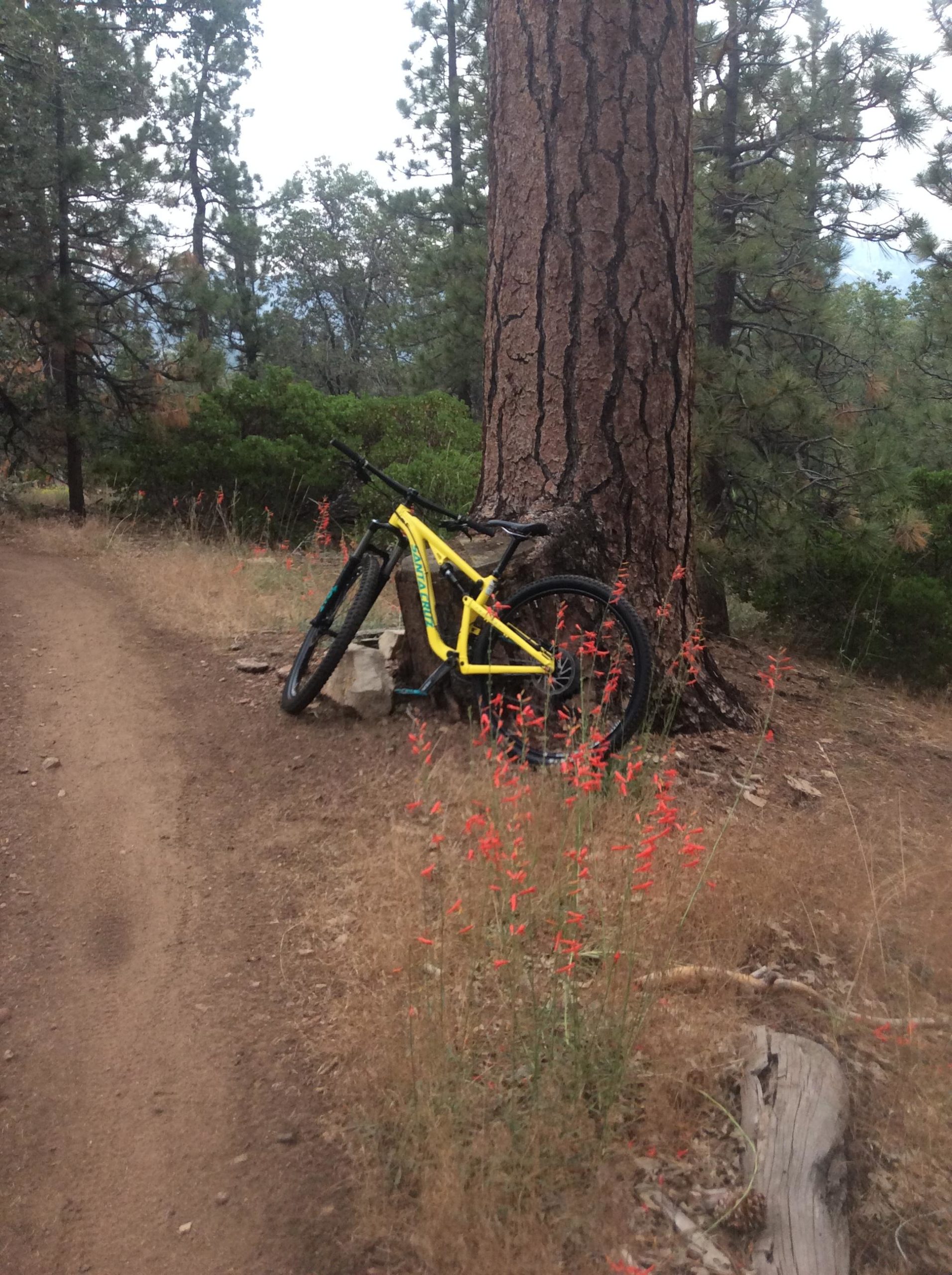 A bright yellow mountain bike leaning against a large pine tree, surrounded by tall grass and red flowers, with a dirt trail winding through a forested area in the background. Fern Trail mountain bike trail.