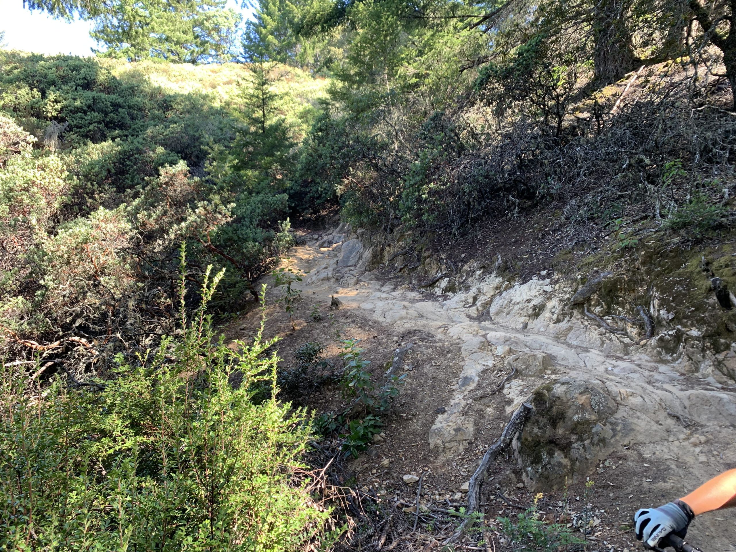 A winding dirt trail surrounded by lush green vegetation and rocky surfaces, leading through a forested area. Sunlight dapples the path, showcasing the natural textures of the terrain. El Corte De Madera Creek Open Space mountain bike trail.