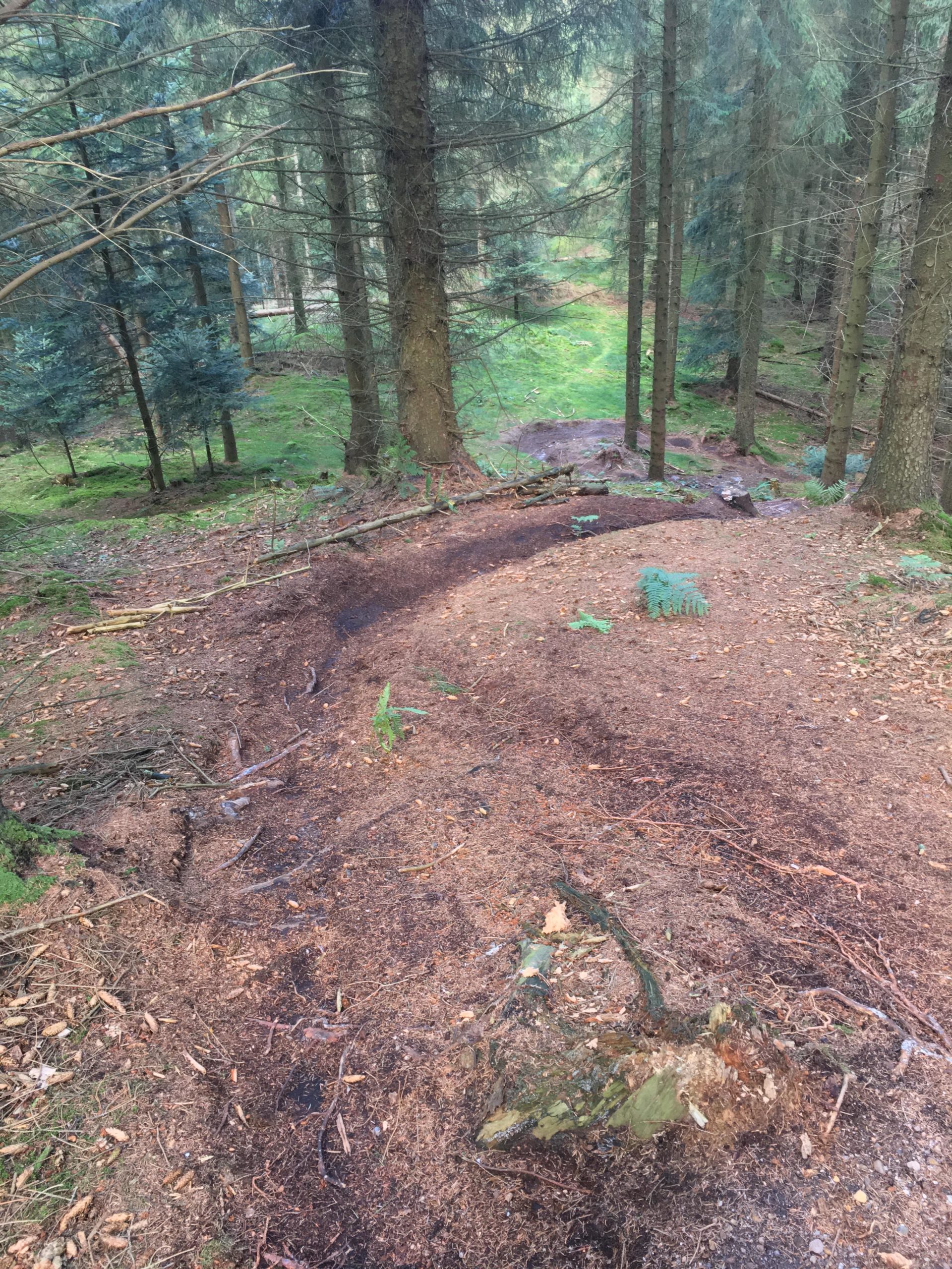 A forest scene depicting a winding trail covered in leaves and scattered branches, surrounded by tall evergreens and lush greenery. Sunlight filters through the trees, illuminating patches of moss and ferns along the forest floor. Danmarks Tag mountain bike trail.