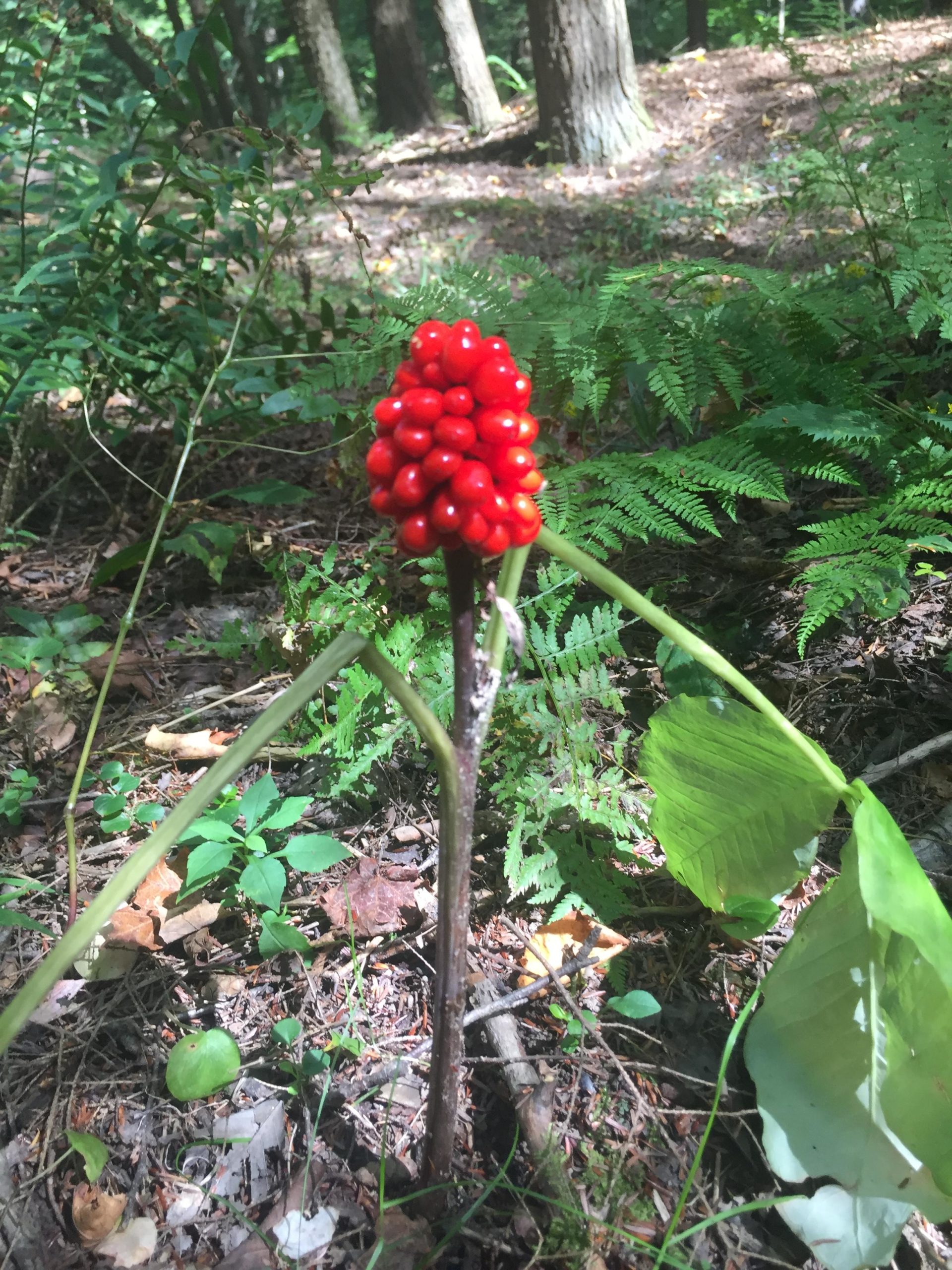 A single cluster of bright red berries atop a tall green stem, surrounded by green ferns and forest underbrush in a wooded area. Lackawanna State Park mountain bike trail.
