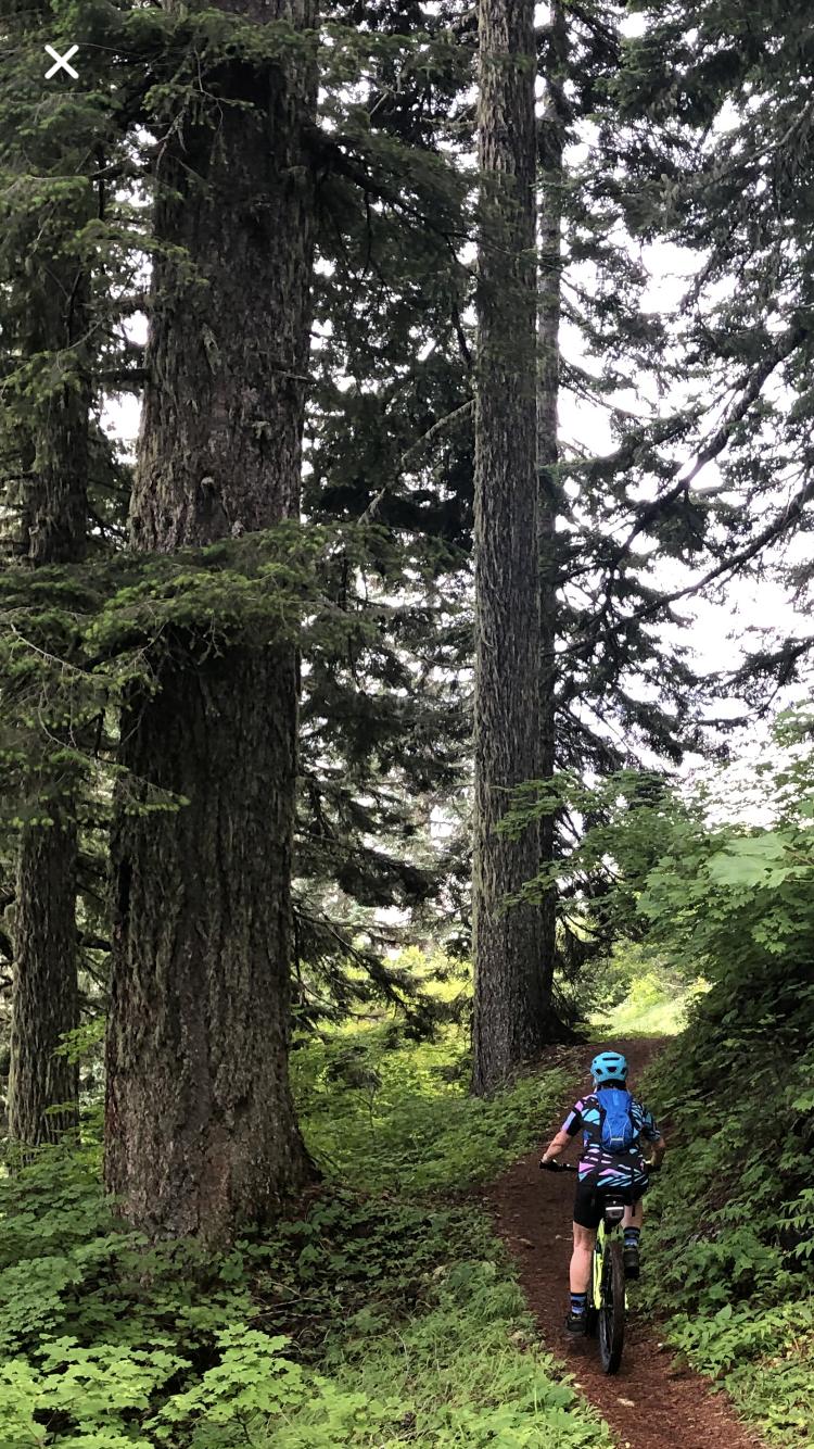A person riding a mountain bike on a winding dirt trail surrounded by tall trees and lush greenery. The cyclist is wearing a blue helmet and a colorful shirt, enjoying a scenic ride through a forested area. Ape Canyon#234, Abraham#216d, Smith Creek#225 Trails mountain bike trail.