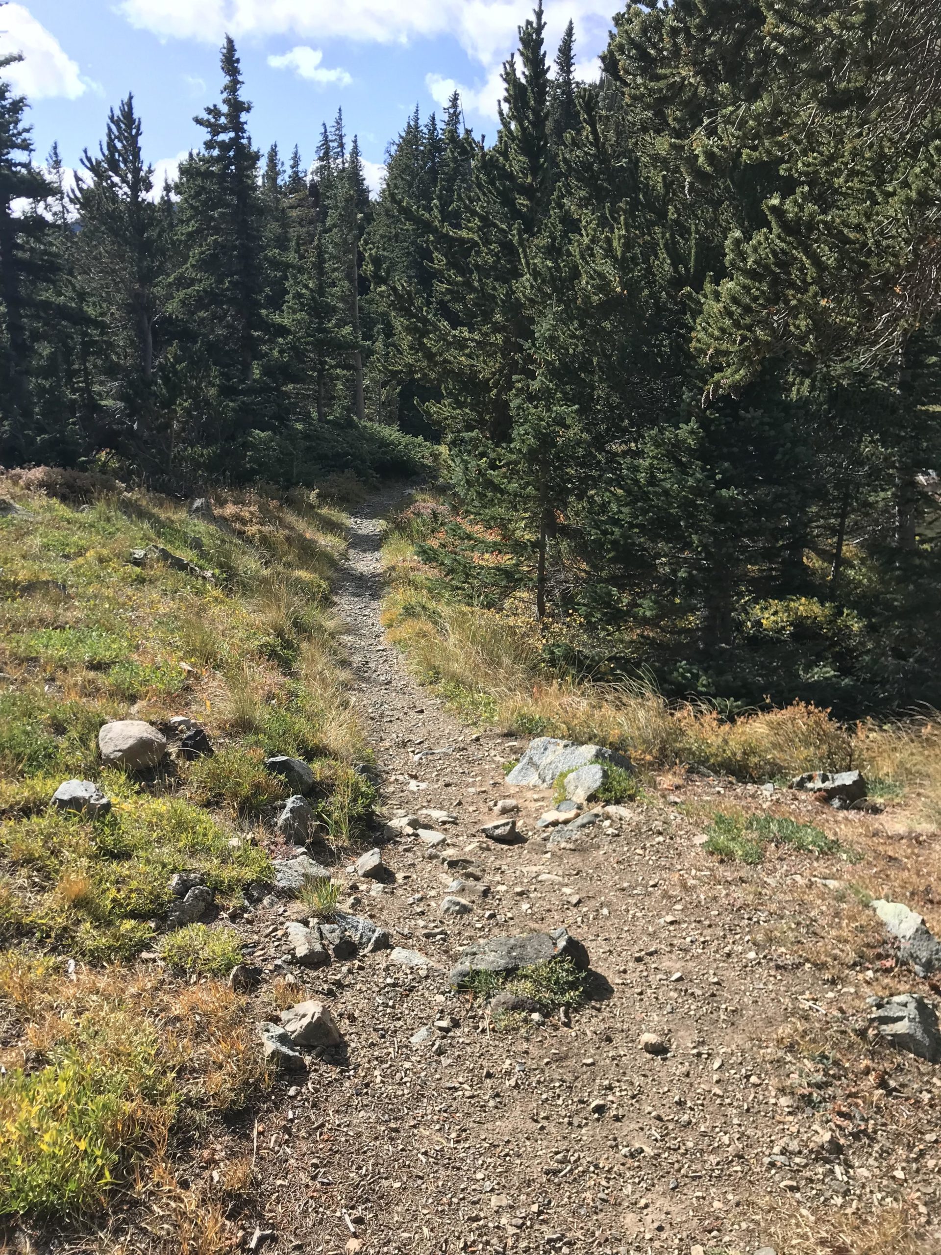 A narrow dirt trail winding through a forest of tall coniferous trees, with scattered rocks and patches of grass along the path. The sky above is blue with a few clouds. Lost Lake to East Fork Loop mountain bike trail.