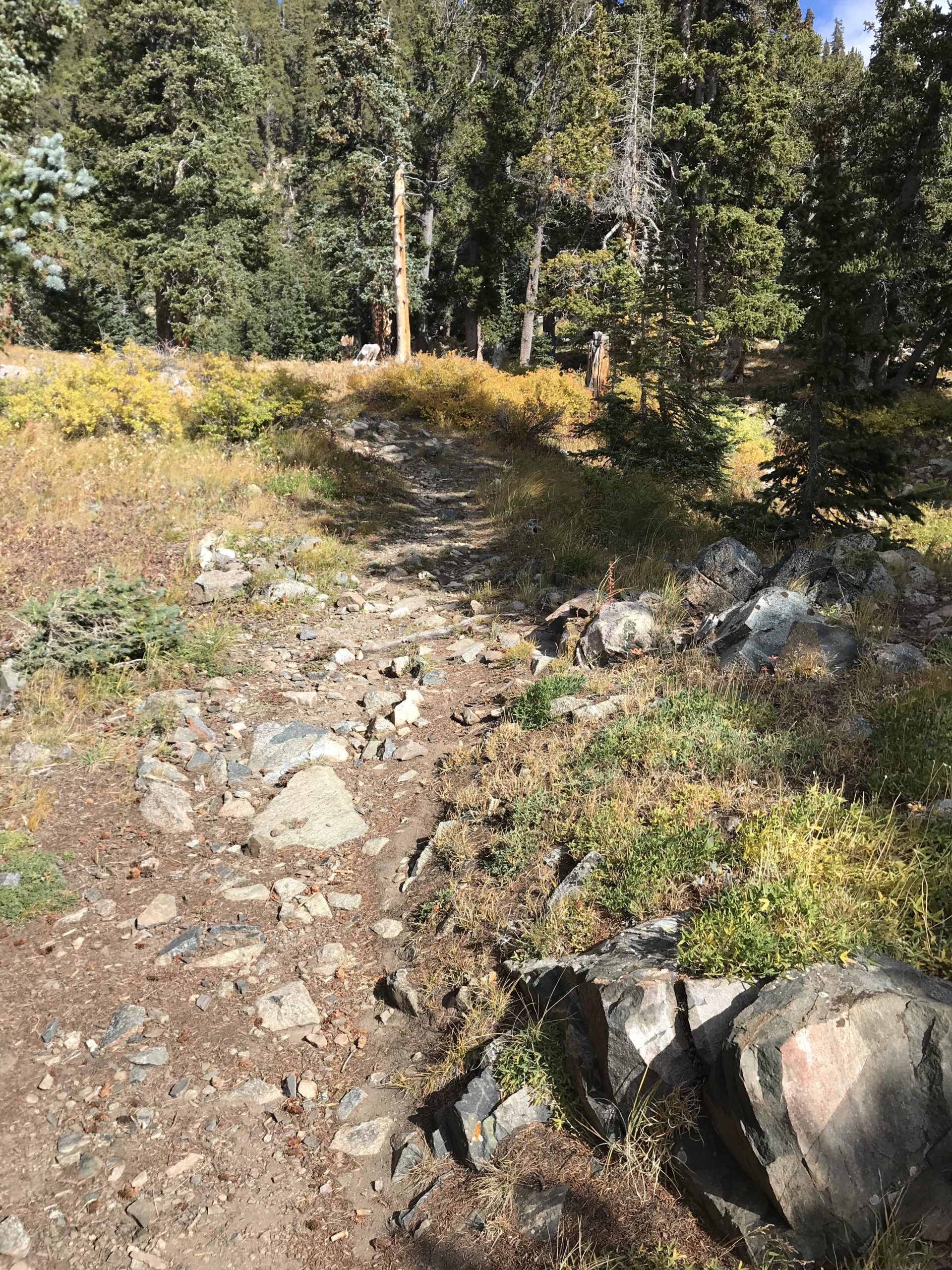 A rocky hiking trail winding through a forested area, surrounded by tall trees and patches of yellow and green vegetation. The path is uneven with scattered rocks, leading into a lush landscape. Lost Lake to East Fork Loop mountain bike trail.