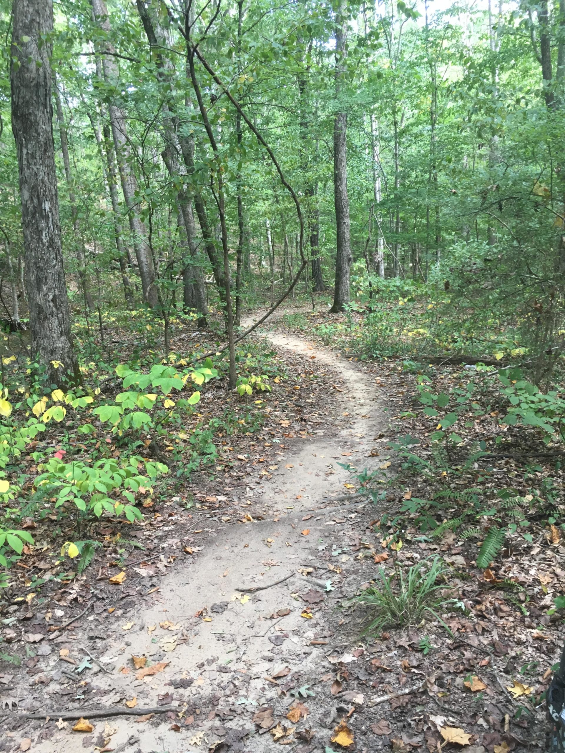 A winding dirt path through a wooded area, surrounded by tall trees and green foliage. The ground is covered with fallen leaves and small plants, creating a natural and serene atmosphere. Oak Mountain State Park Bump Trail mountain bike trail.