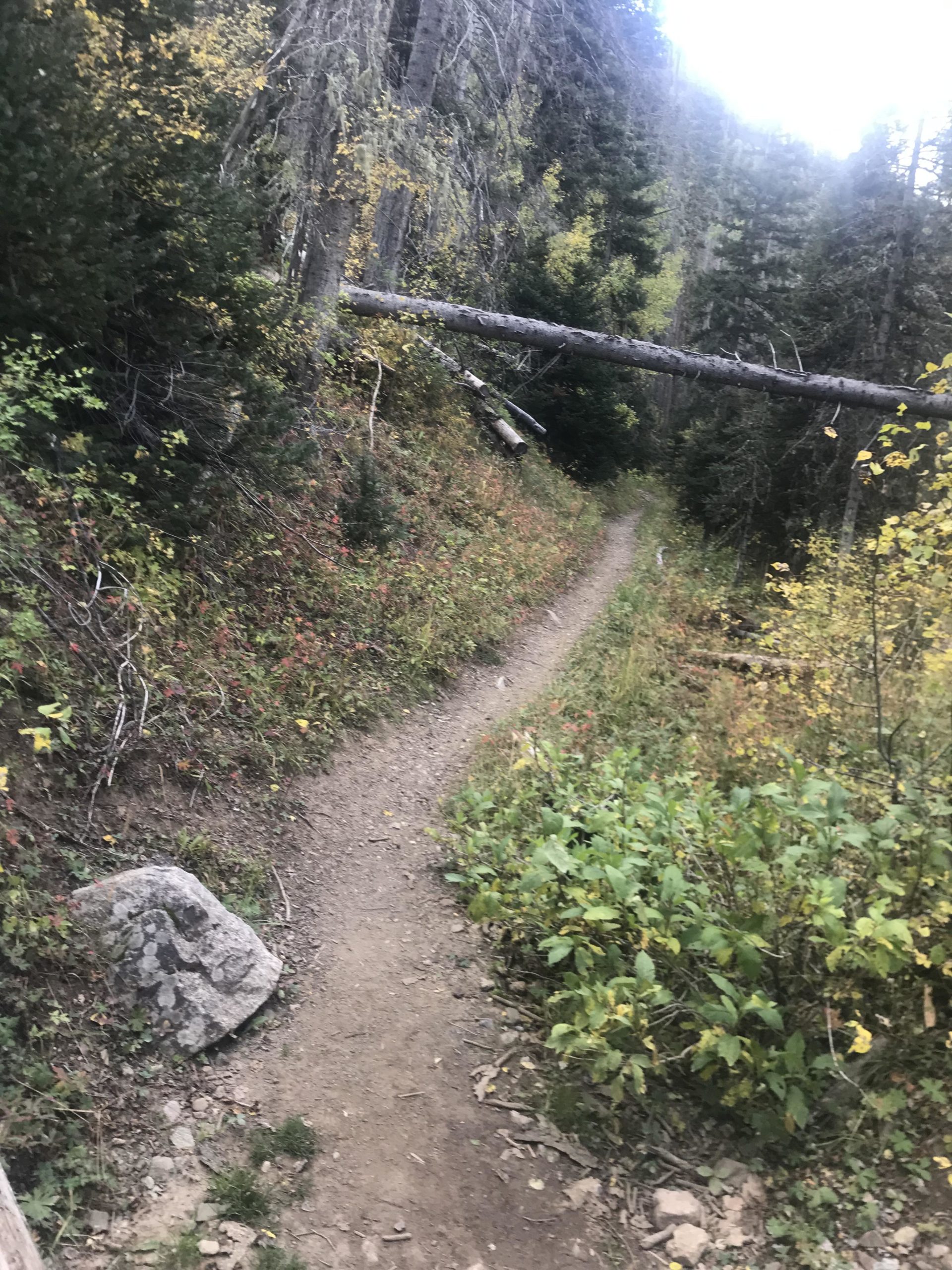 A narrow dirt trail winding through a forest, with a fallen tree crossing overhead and colorful foliage lining the path. A large rock is visible on the left side, surrounded by greenery. Lost Lake to East Fork Loop mountain bike trail.