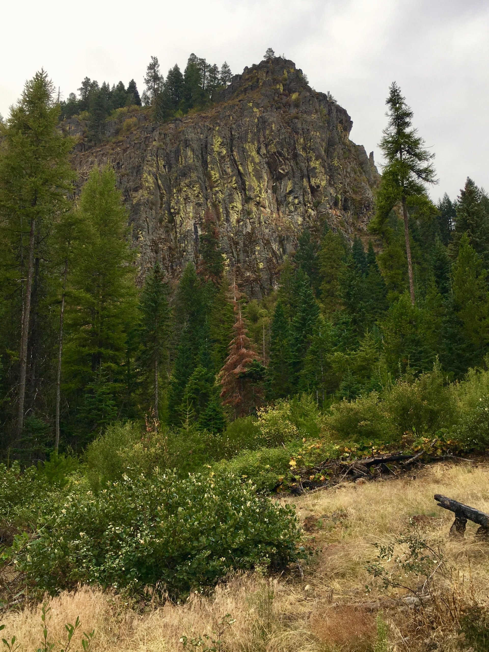 A rocky cliff rises prominently above a dense forest of evergreen trees, with patches of bright green foliage contrasting against muted earth tones. The sky is overcast, creating a soft, diffused light that highlights the textures of the rocks and trees. In the foreground, shrubs and tall grasses add depth to the natural landscape. Fenceline mountain bike trail.