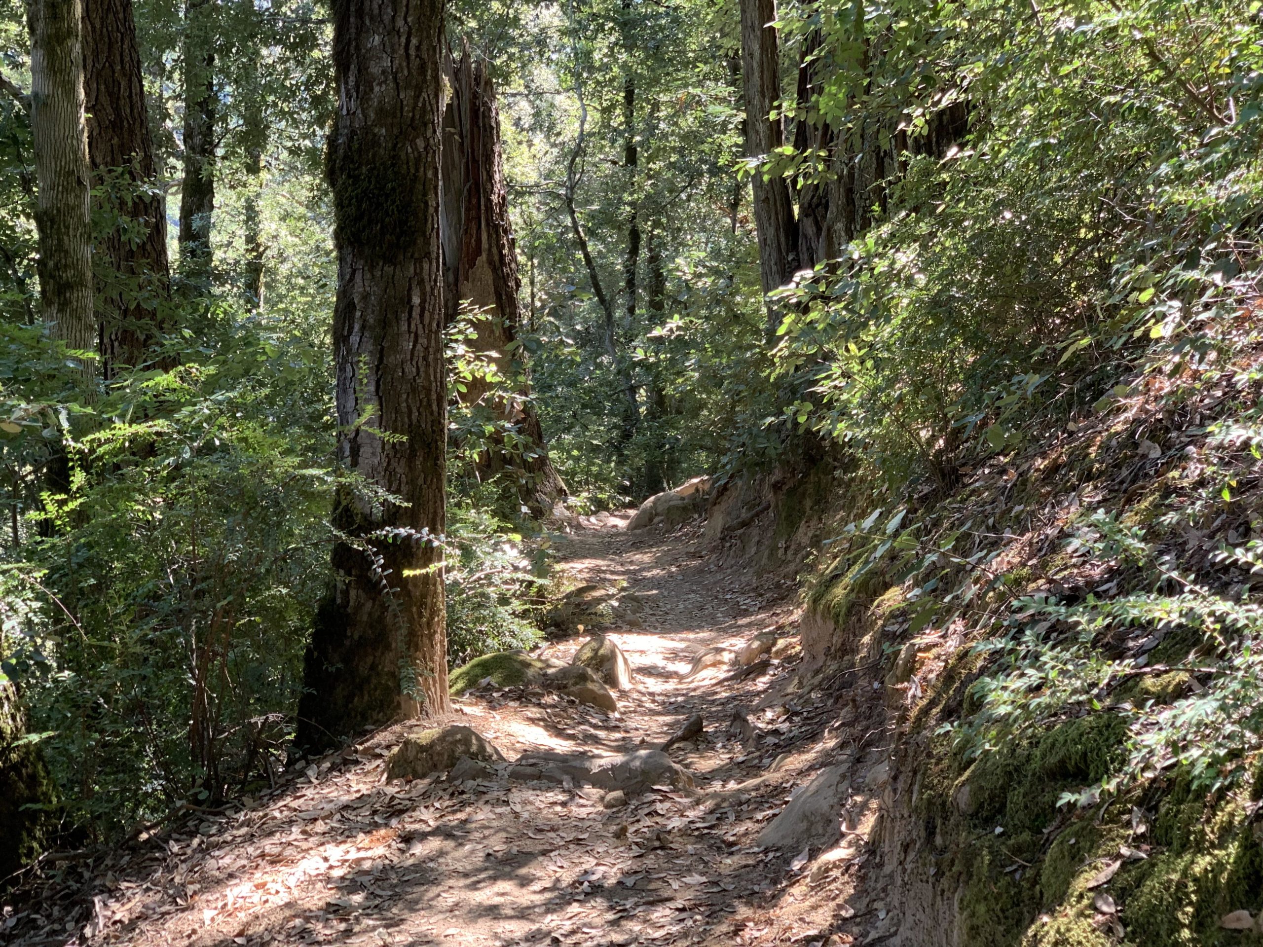 A sunlit dirt path winding through a lush green forest, surrounded by tall trees and dense foliage. The trail features rocky sections and is partially lined with moss and fallen leaves, creating a serene and natural atmosphere. El Corte De Madera Creek Open Space mountain bike trail.
