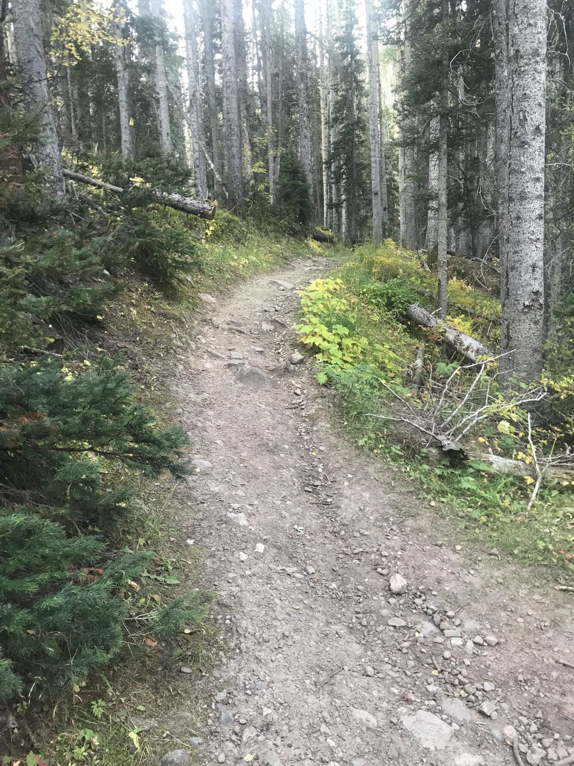 A dirt hiking trail winding through a dense forest. Tall trees with gray bark surround the path, which is lined with patches of green bushes and occasional fallen logs. The atmosphere is calm and natural, with hints of autumn foliage. Lost Lake to East Fork Loop mountain bike trail.