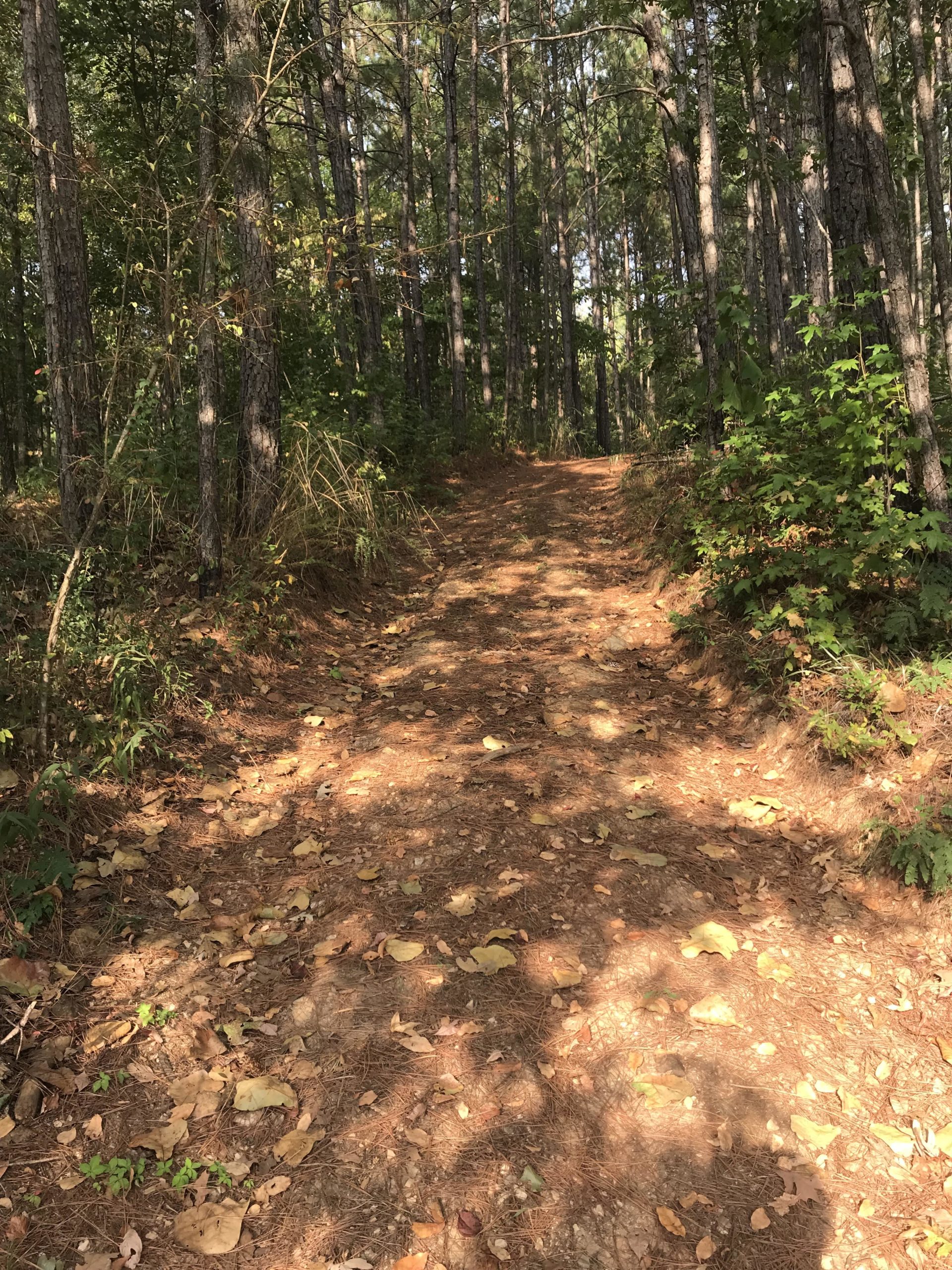 A dirt path winding through a lush green forest, flanked by tall trees. The ground is covered in fallen leaves, and the sunlight filters through the canopy, creating a serene and natural environment. Sylaward mountain bike trail.