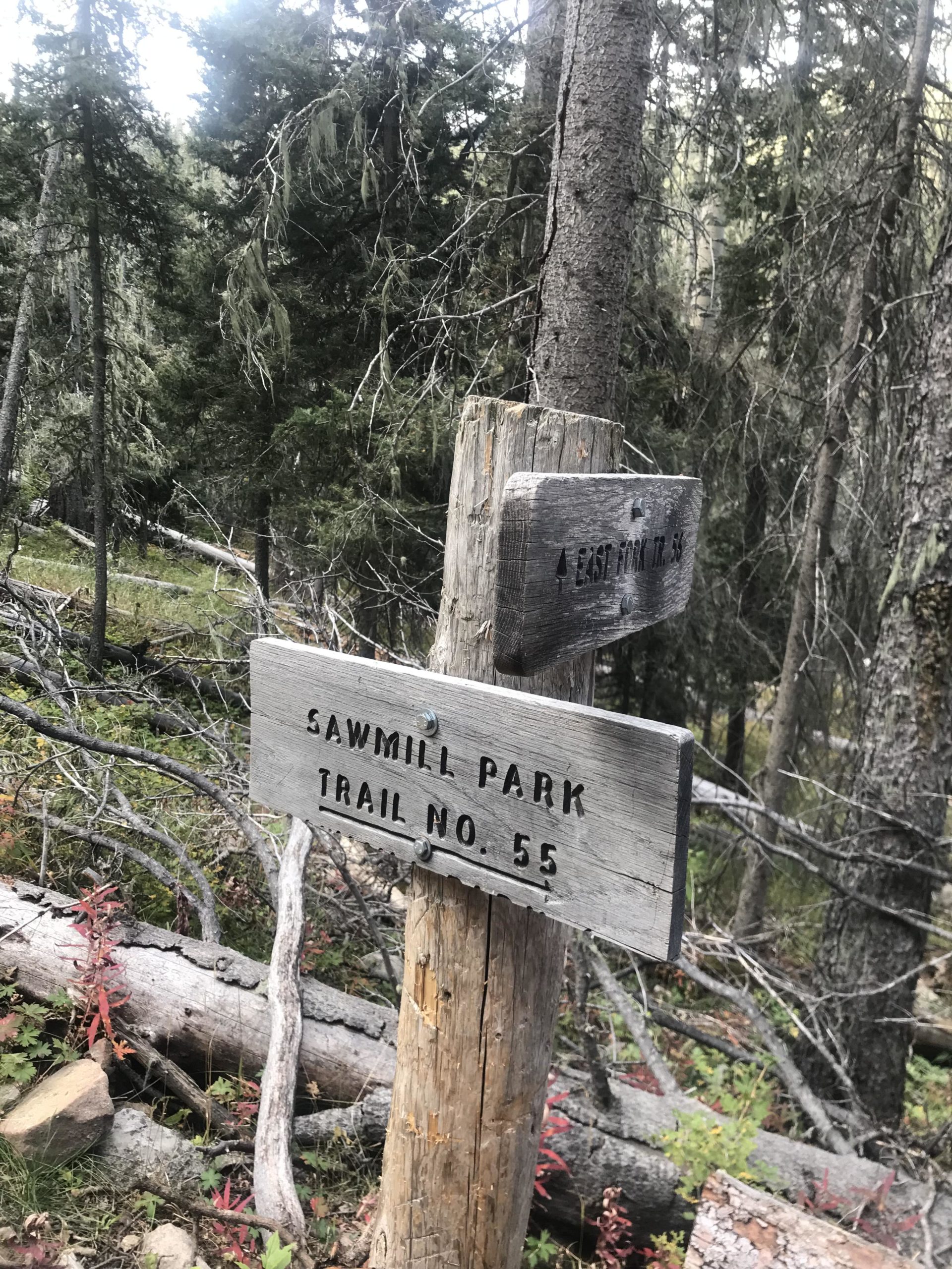 Wooden trail sign indicating "Sawmill Park Trail No. 55" with an arrow pointing to "East Fork Trail." The sign is surrounded by tall coniferous trees and fallen logs in a forest setting. Lost Lake to East Fork Loop mountain bike trail.