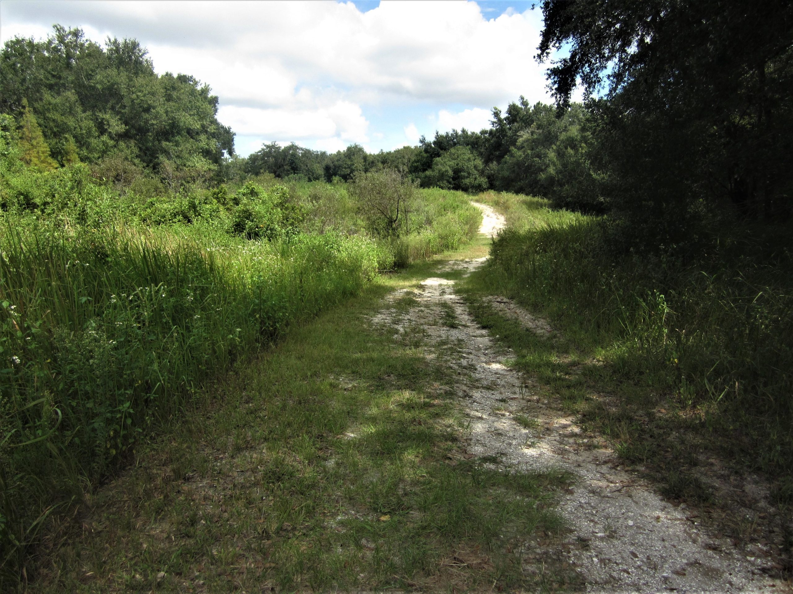 A gravel path winds through tall green grass and shrubs, surrounded by dense trees under a partly cloudy sky. The trail leads into a natural landscape, inviting exploration. Sydney Dover Trails mountain bike trail.