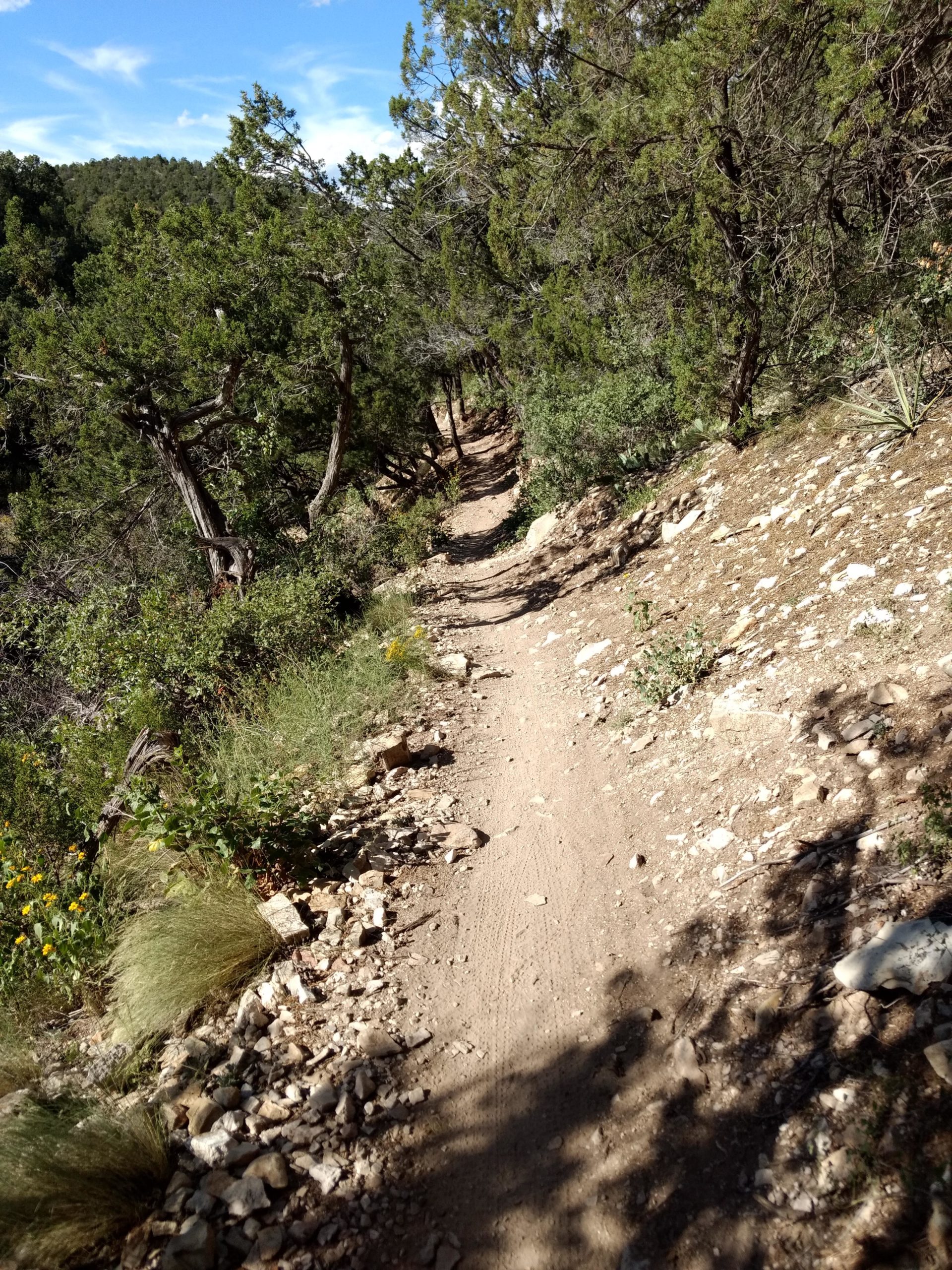 A narrow dirt trail winding through a lush green landscape, surrounded by trees and scattered rocks, under a blue sky with wispy clouds. Tunnel Canyon mountain bike trail.