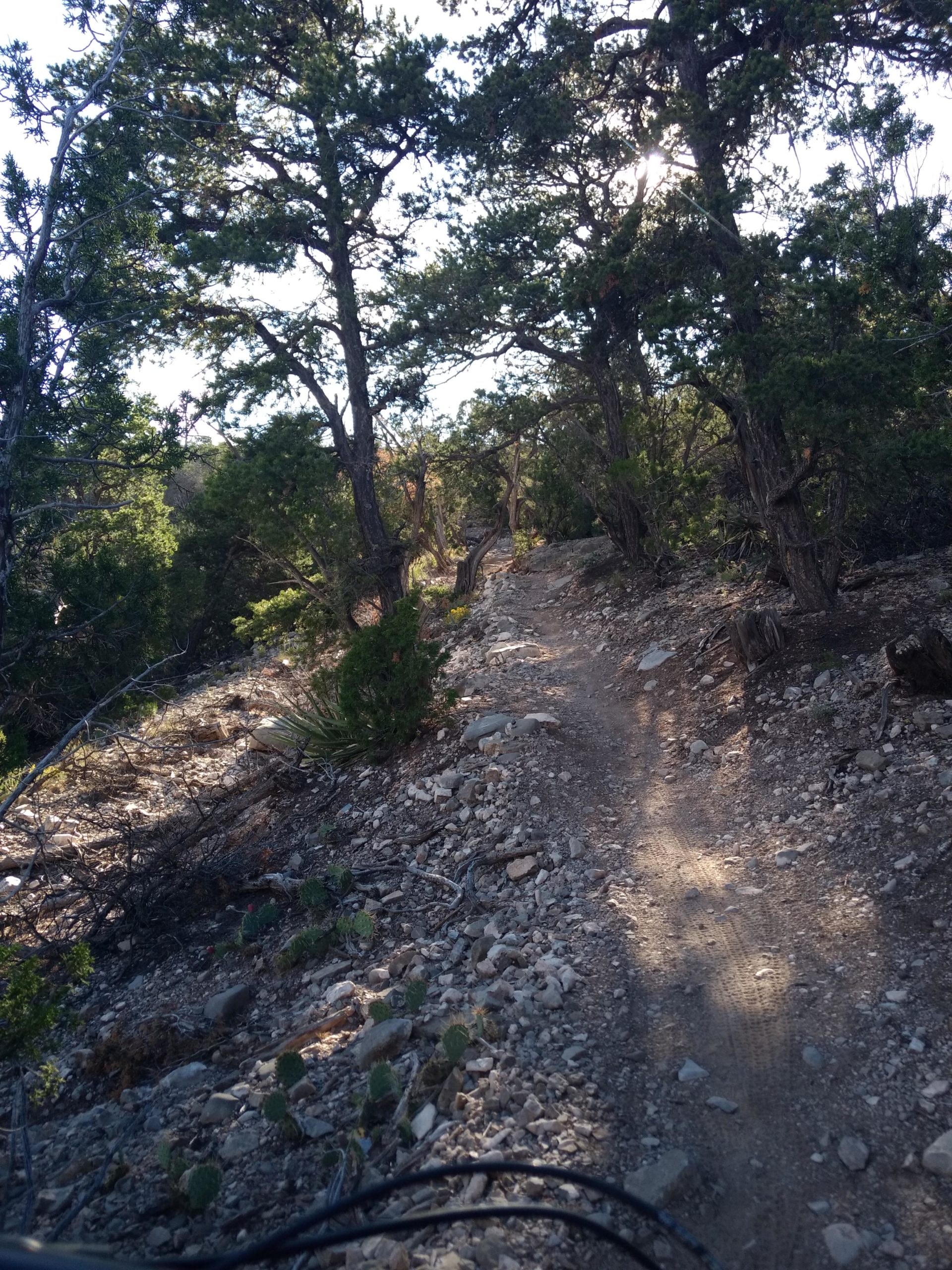 A narrow dirt trail winding through a sunlit forest, surrounded by trees and rocky terrain, with small cacti visible on the ground. Tunnel Canyon mountain bike trail.