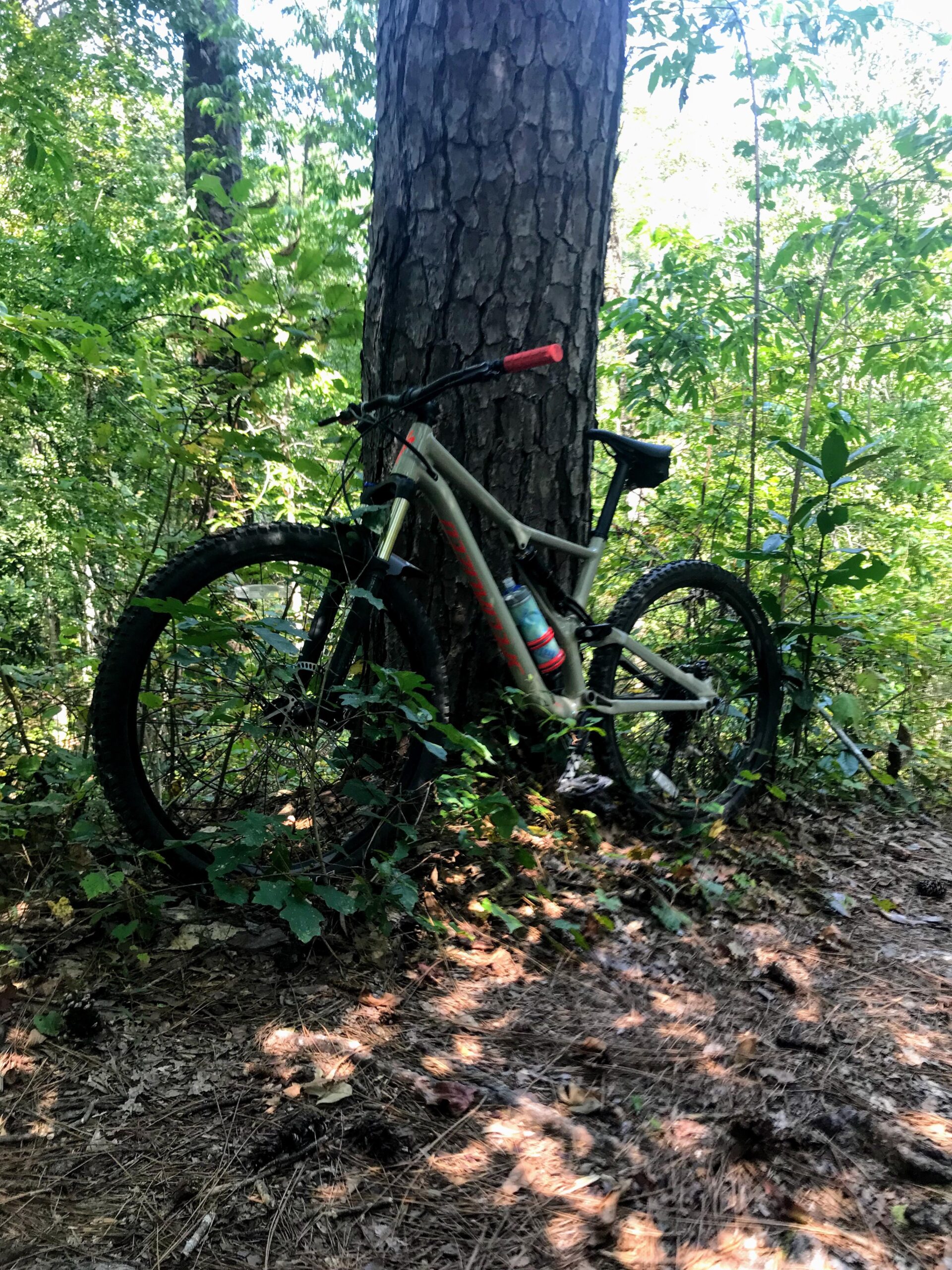 Specialized Stumpjumper: A mountain bike resting against a large tree in a lush, green forest. The bike is partially obscured by foliage and pine needles on the ground, indicating a natural outdoor setting. Sunlight filters through the trees, creating dappled light on the ground.