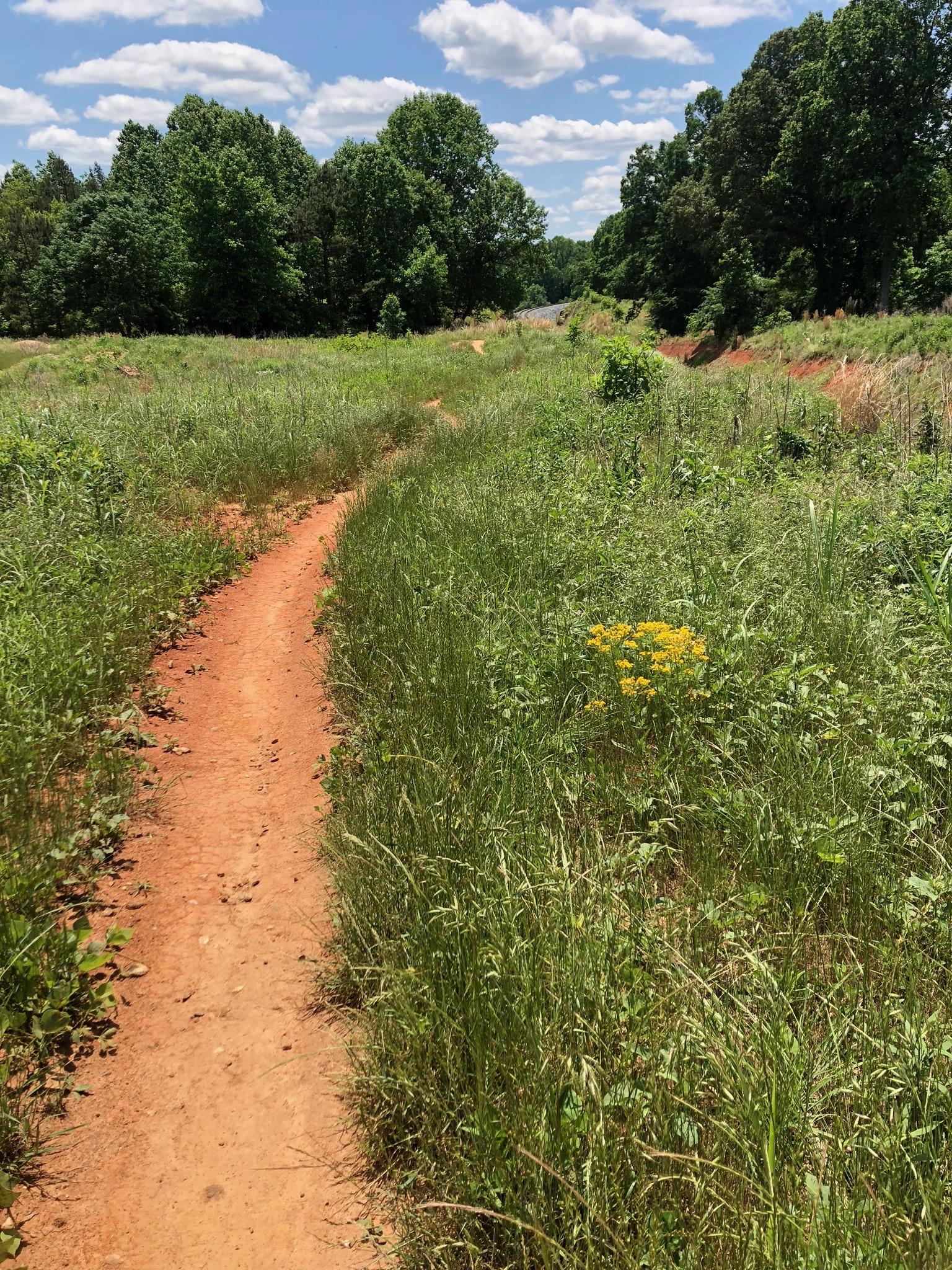 A winding dirt path surrounded by lush green grass and scattered wildflowers, leading through a serene landscape of trees under a partly cloudy sky. Anne Springs Close Greenway mountain bike trail.