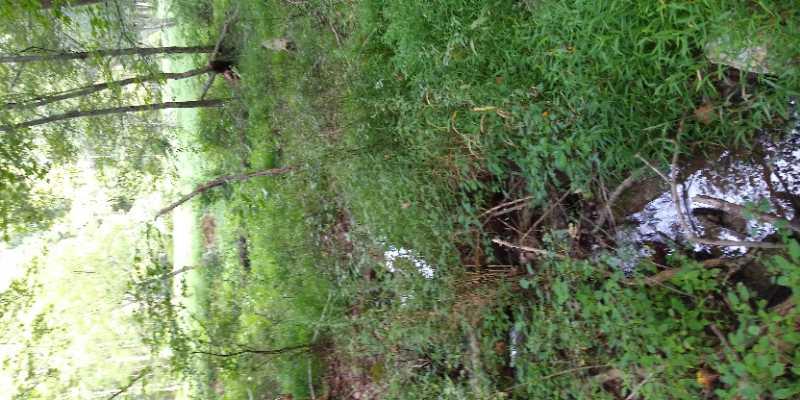A serene forest scene featuring a small stream flowing through dense greenery. Trees are visible in the background, and the ground is covered with lush grass and underbrush, creating a peaceful natural environment. Seneca Creek Greenway Trail mountain bike trail.