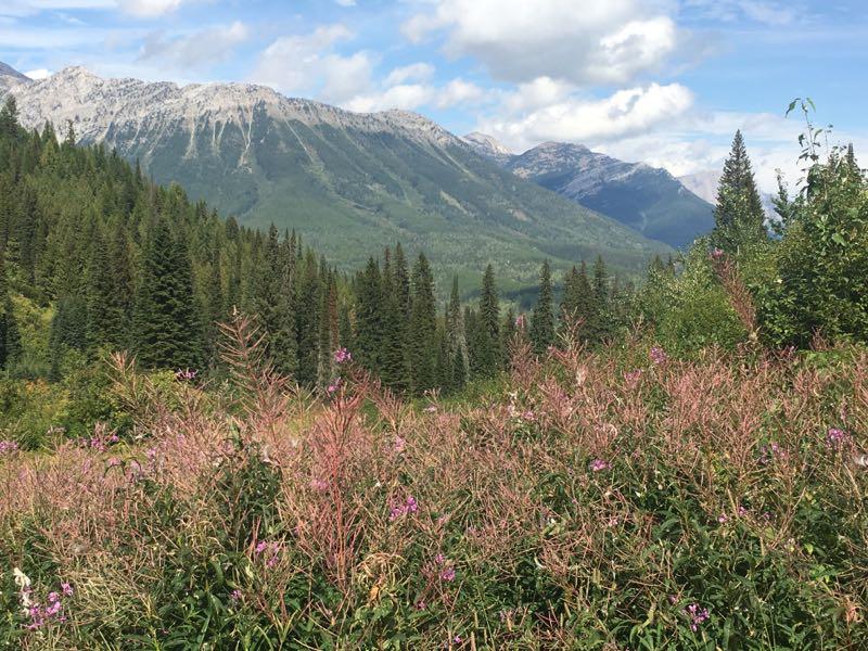 A scenic view of a mountainous landscape featuring lush green trees and patches of wildflowers in the foreground, with distant peaks capped by rocky ridges under a partly cloudy blue sky. Fernie Alpine Resort mountain bike trail.