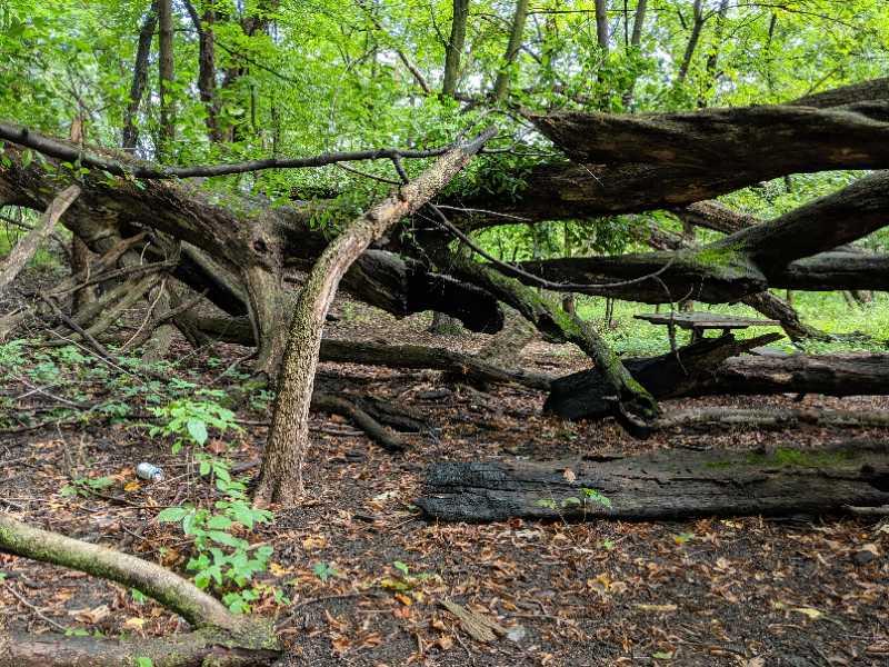 A dense forest scene featuring fallen trees and branches intertwined with green foliage. The ground is covered with leaves and scattered twigs, creating a natural, earthy setting. Forest Glen Woods mountain bike trail.