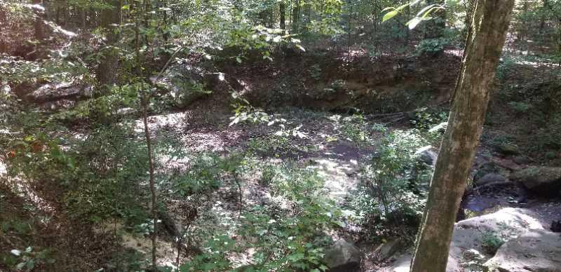 A serene forest scene featuring a shallow creek bed surrounded by lush greenery and trees. Sunlight filters through the leaves, casting dappled light on the ground and highlighting the rocky edges of the creek. Dauset Trails Nature Center mountain bike trail.
