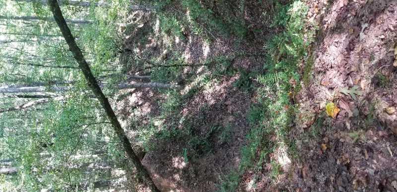 A serene forest scene featuring tall trees with lush green foliage. The ground is covered with fallen leaves and underbrush, creating a natural path through the woods. Sunlight filters through the trees, casting dappled shadows on the forest floor. Dauset Trails Nature Center mountain bike trail.