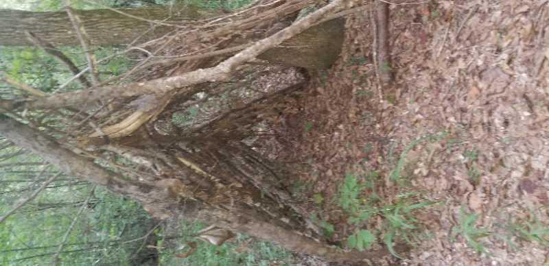 A wooded area with dense trees and underbrush. A path formed by fallen branches and leaves leads into the greenery, creating a natural yet sheltered trail. The ground is covered in a layer of brown leaves, and various small plants and ferns are visible in the vicinity. Swayback Bridge Trail mountain bike trail.