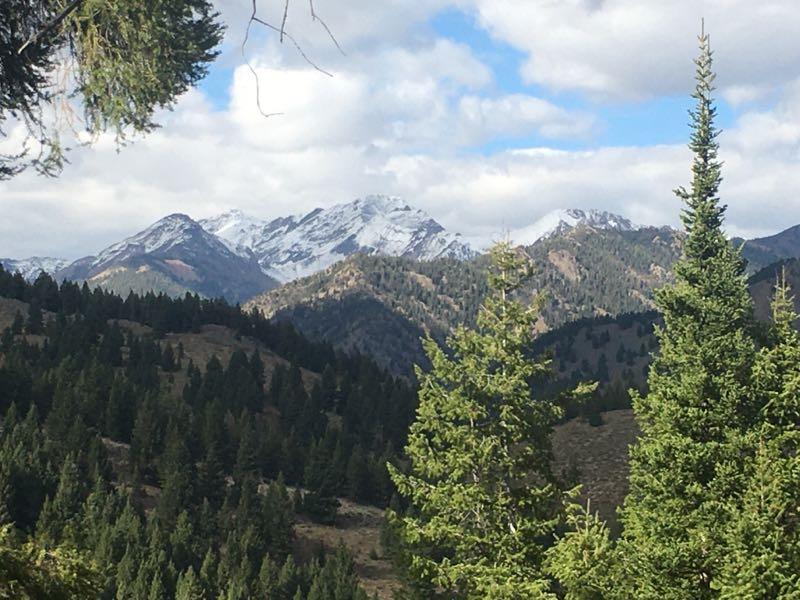 A scenic view of snow-capped mountains in the background, framed by lush green pine trees in the foreground under a partly cloudy sky. Fox Creek Loop mountain bike trail.