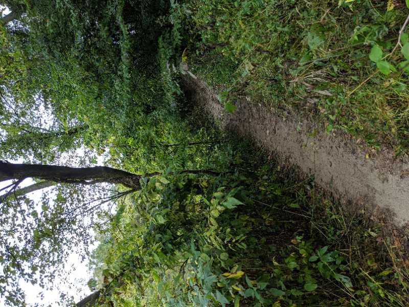 A narrow dirt path winding through a dense forest, surrounded by green foliage and trees. The scene captures the natural beauty and tranquility of a wooded area. Barkers Bush mountain bike trail.