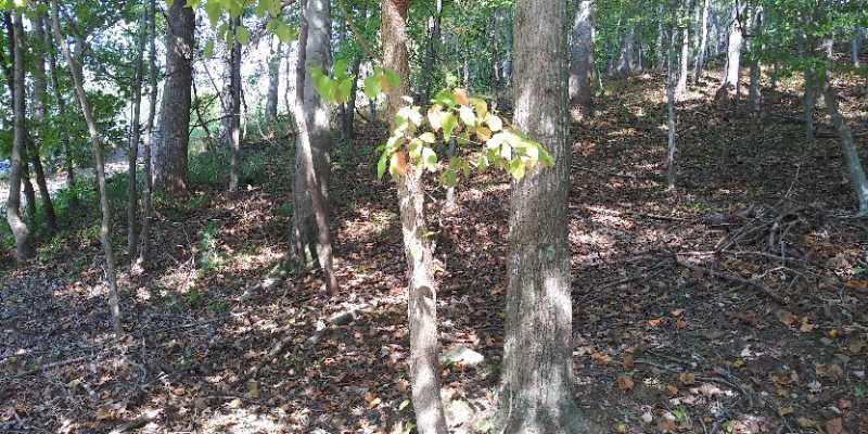 A serene wooded landscape featuring tall trees with green leaves, scattered fallen leaves on the forest floor, and dappled sunlight filtering through the branches, creating a peaceful natural atmosphere. Seneca Creek Greenway Trail mountain bike trail.