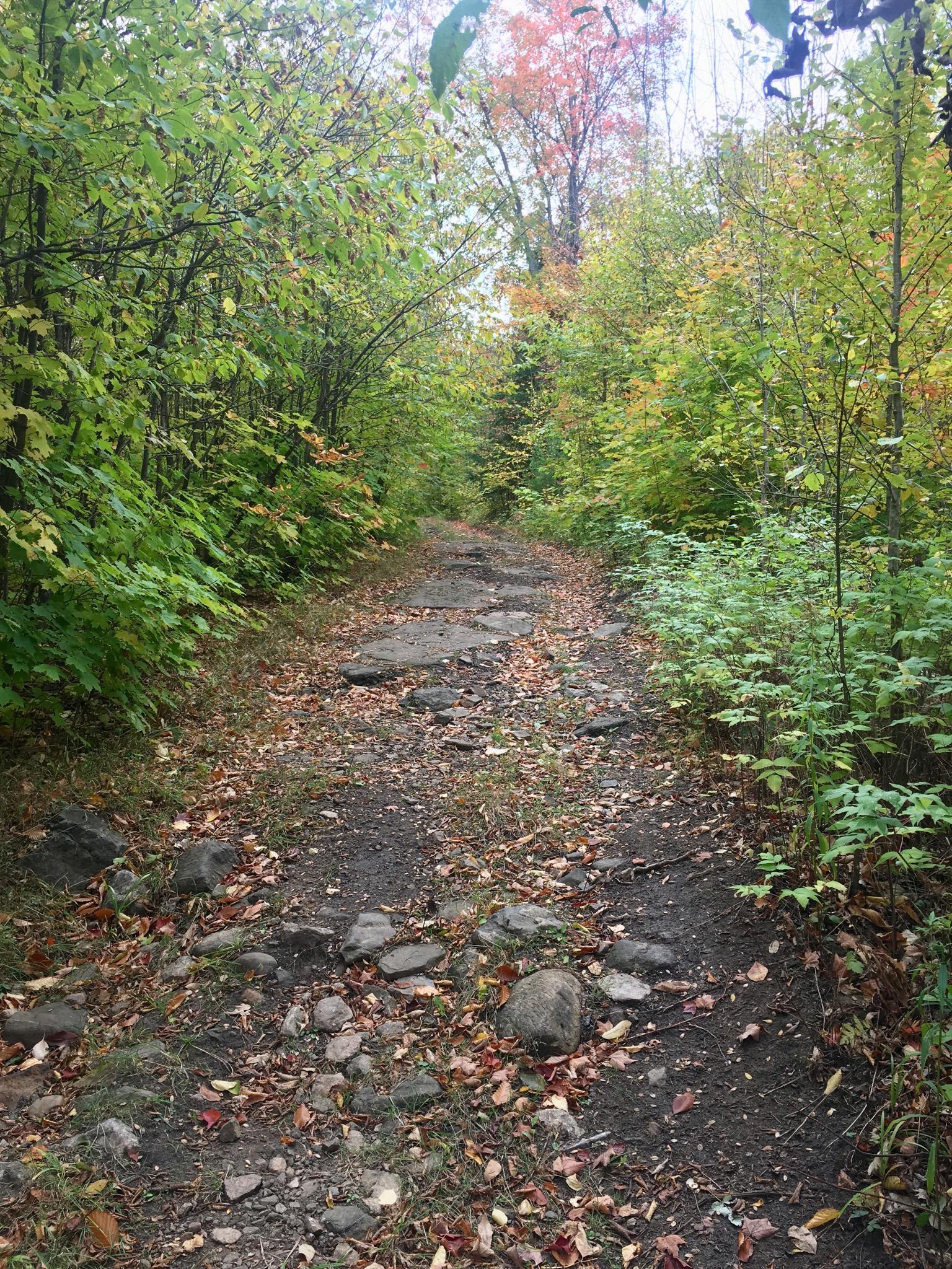 A rocky path winding through a vibrant forest filled with green and autumn-colored leaves. The ground is uneven, scattered with stones and surrounded by lush greenery on both sides. Dacre Heights mountain bike trail.