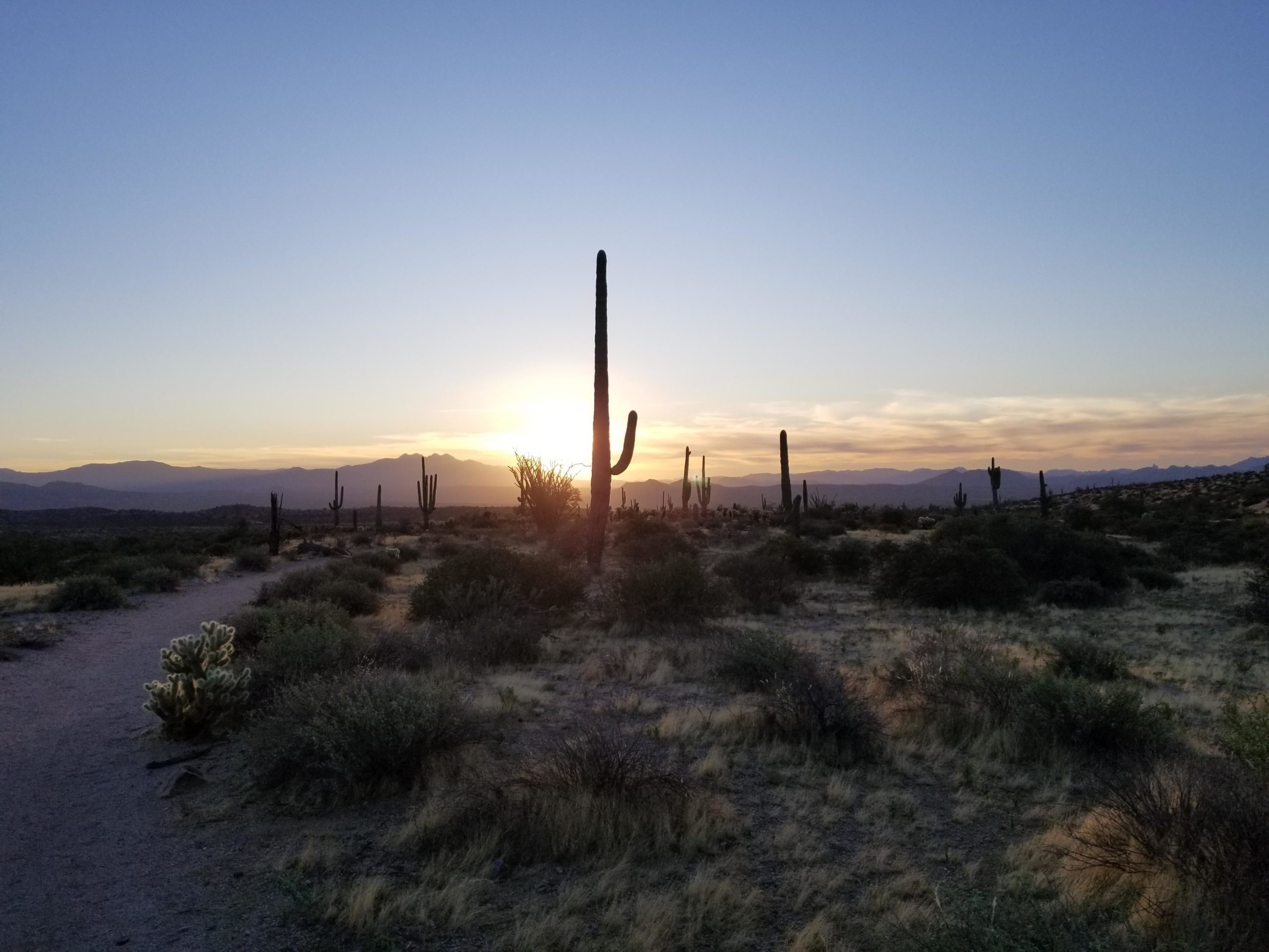 A desert landscape at sunset, featuring tall cacti silhouetted against a colorful sky. The foreground includes sparse vegetation and a winding dirt path, with mountains visible in the background. Pemberton Loop mountain bike trail.