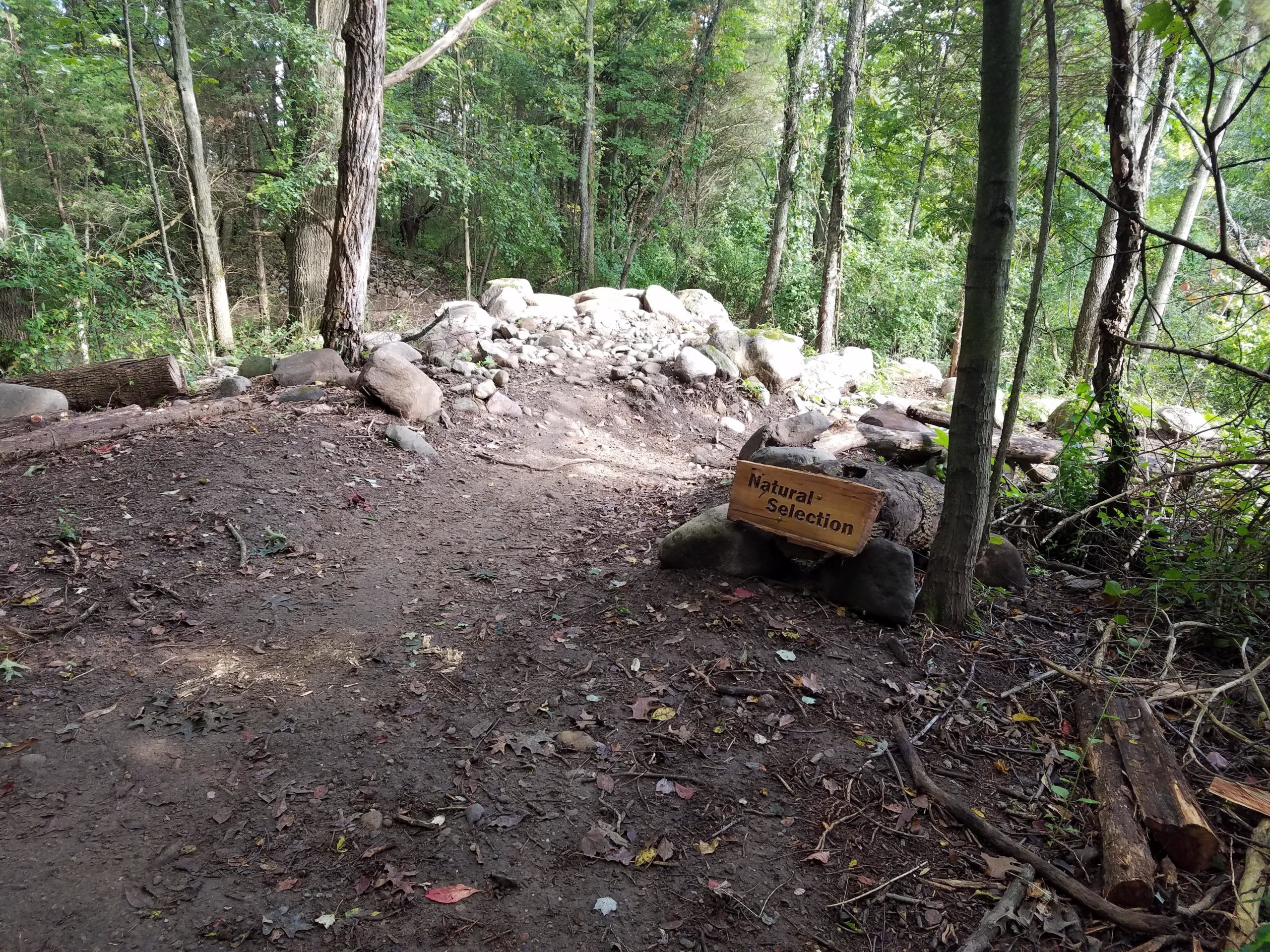 A dirt path in a wooded area, featuring a wooden sign labeled "Natural Selection" positioned beside a pile of rocks. The scene is surrounded by green foliage and tall trees, with fallen leaves scattered on the ground. DTE Energy Foundation Trail mountain bike trail.