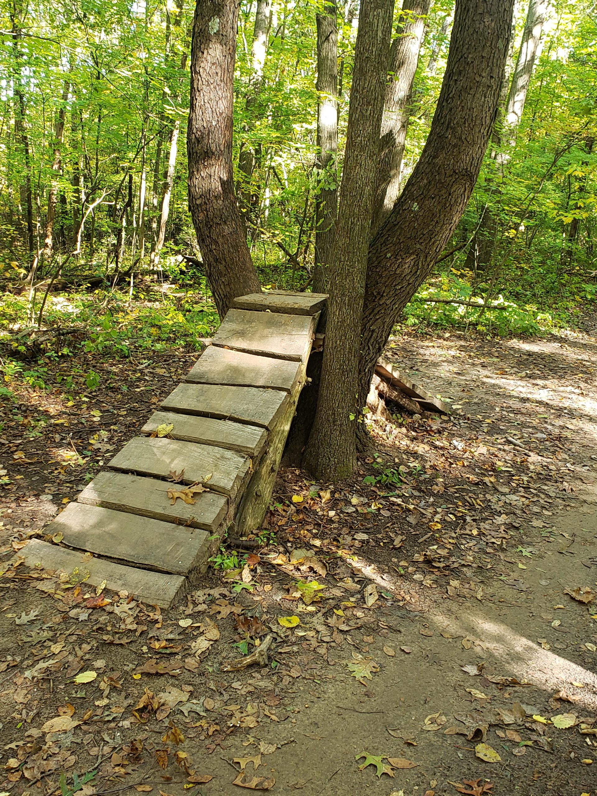 A rustic wooden ramp leading up to a tree in a forested area, surrounded by lush green foliage and fallen leaves, with a dirt path visible nearby. DTE Energy Foundation Trail mountain bike trail.