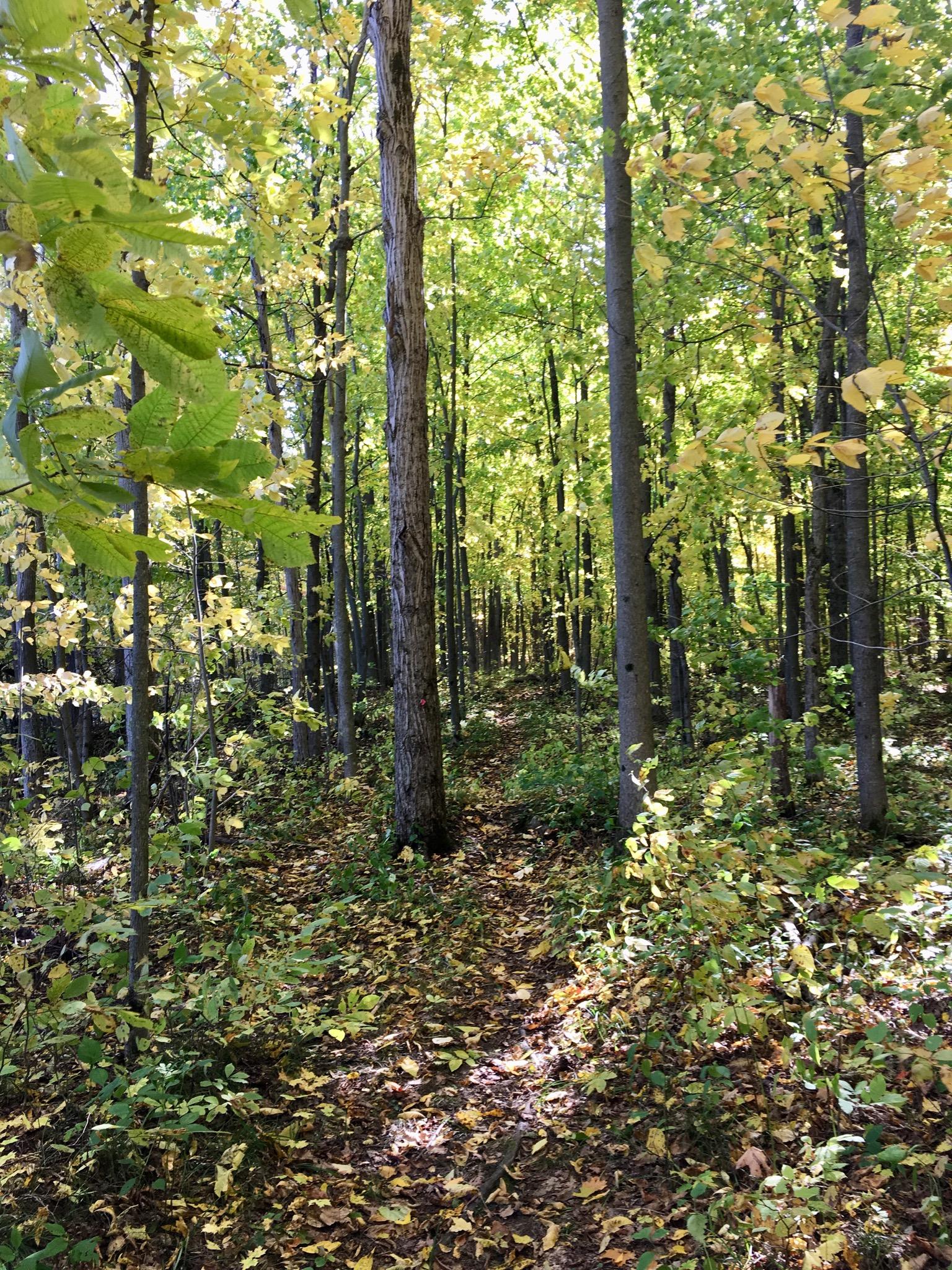 A serene forest path lined with tall trees displaying vibrant green and yellow leaves. The ground is covered with fallen leaves, creating a natural carpet. Sunlight filters through the foliage, illuminating the tranquil scene. Charlottenburg Forest mountain bike trail.