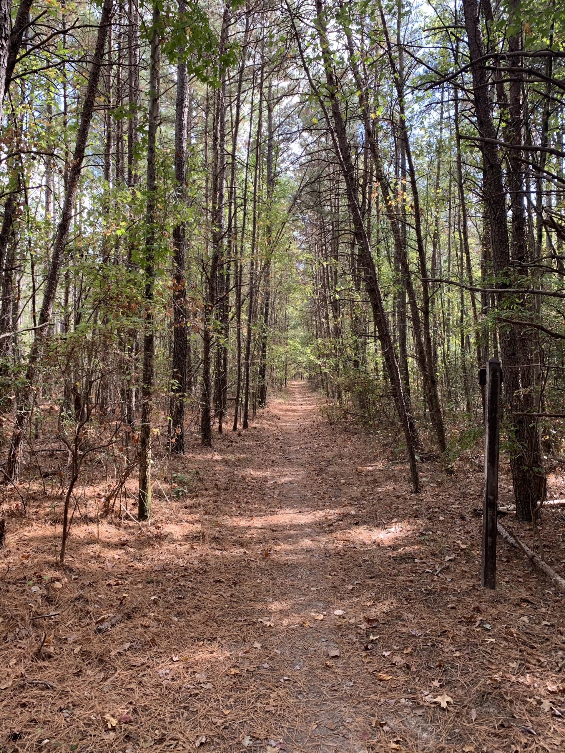 A serene woodland path lined with tall trees, surrounded by lush greenery and scattered fallen leaves. The path is slightly dusty and leads deeper into the forest, with sunlight filtering through the branches above. Cedarville State Forest mountain bike trail.