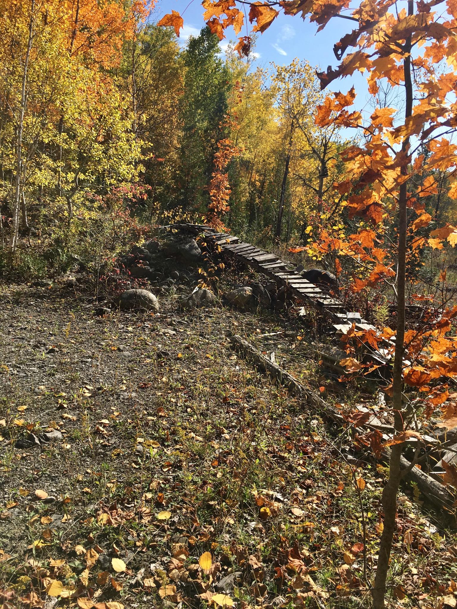A serene autumn landscape featuring vibrant yellow, orange, and red leaves on trees. In the foreground, there is a patch of ground covered with fallen leaves and small plants. A wooden pathway winds through the scene, leading into the colorful forest. The sky is clear and blue, adding to the tranquil atmosphere of the setting. Charlottenburg Forest mountain bike trail.