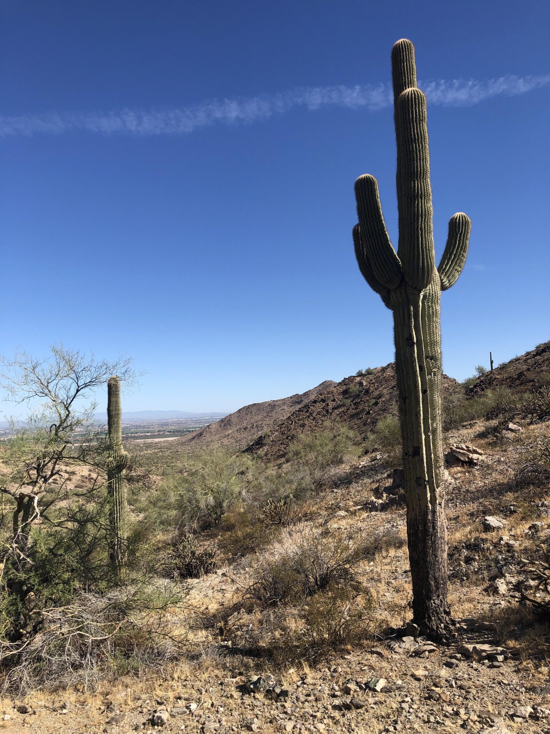 Two tall saguaro cacti stand on a rocky hillside, surrounded by sparse desert vegetation. The clear blue sky features a few wispy clouds, and in the background, the terrain slopes down toward a valley. Estrella Mountain Park mountain bike trail.