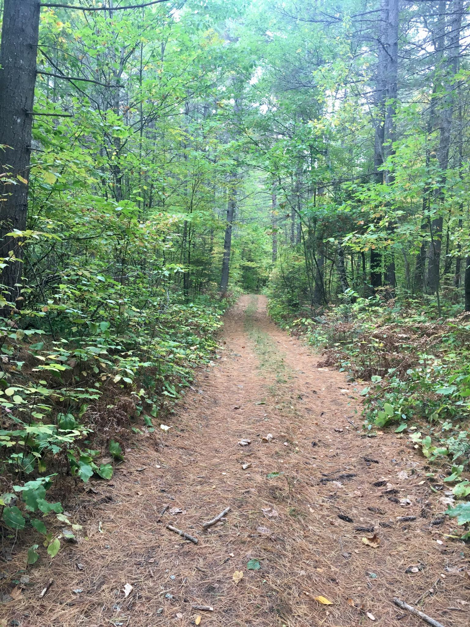 A serene forest path winding through dense greenery, with pine needles carpeting the ground and trees lining the trail on either side. The atmosphere is peaceful and inviting, suggesting opportunities for hiking or exploring nature. Madawasca Nordic Trail Center mountain bike trail.