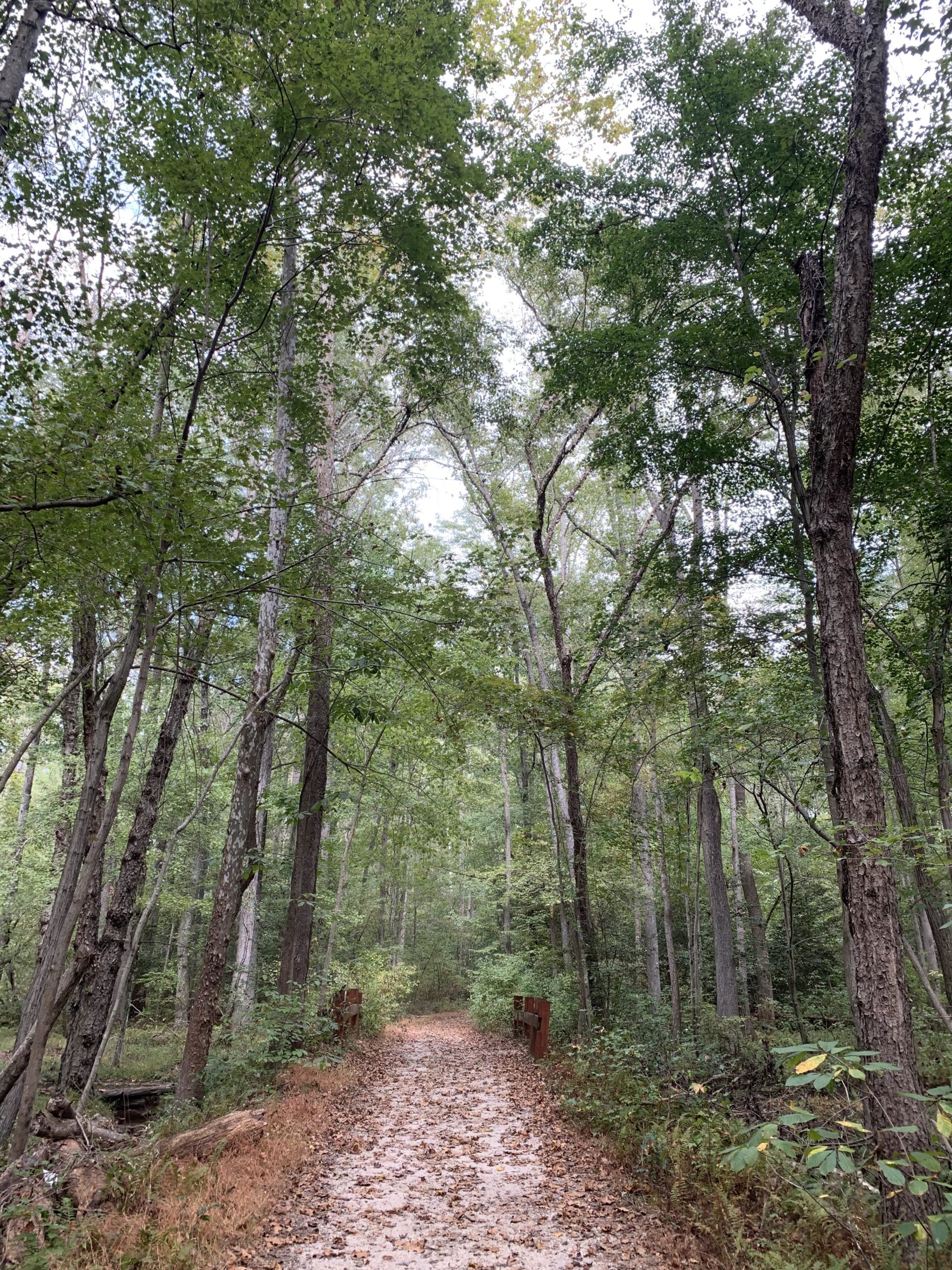 A serene forest pathway lined with green trees, leading into a tranquil wooded area. The ground is covered with fallen leaves, and a wooden bridge can be seen in the distance, inviting exploration of the natural surroundings. Cedarville State Forest mountain bike trail.