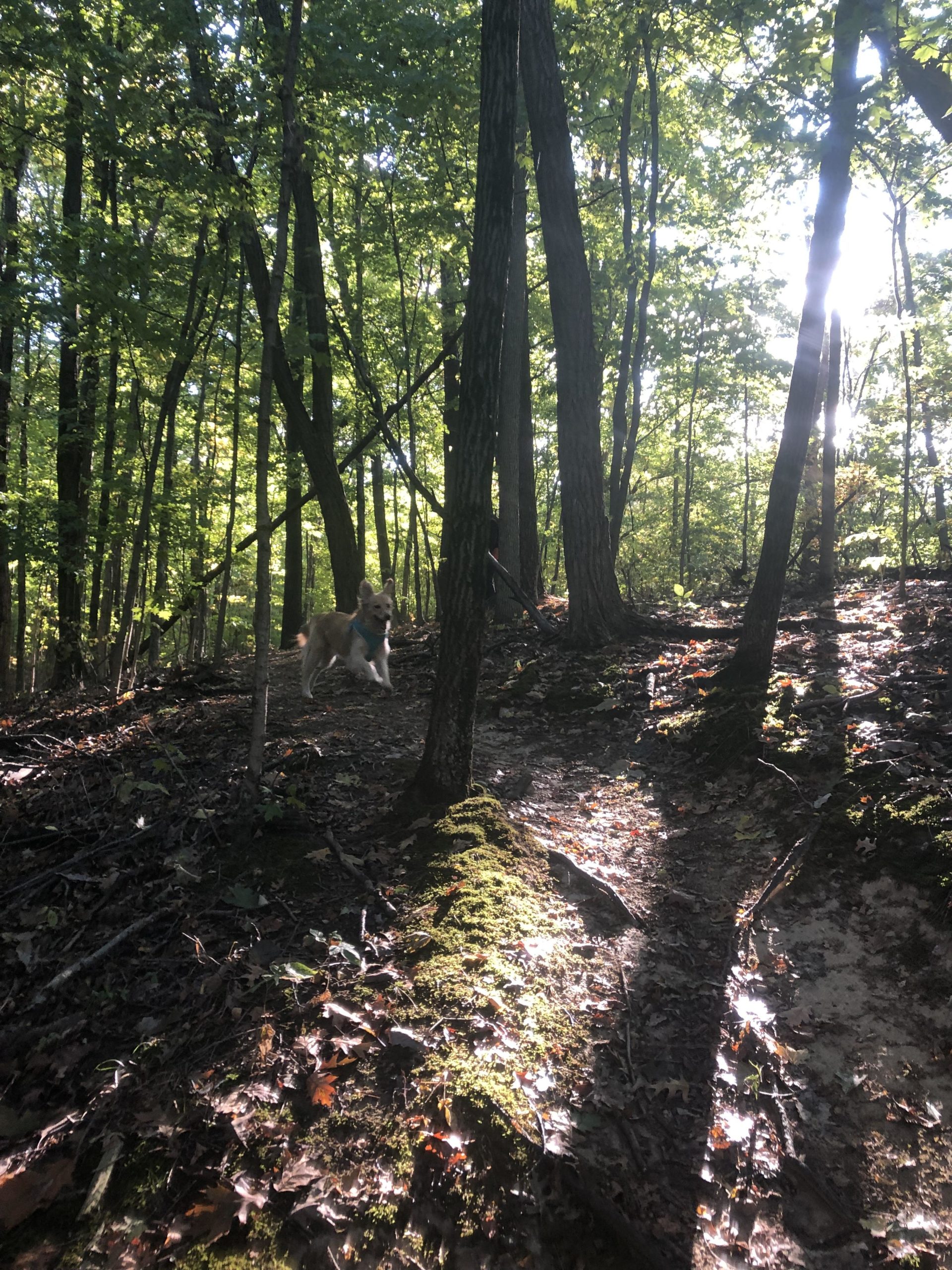A dog playfully running through a sunlit forest trail, surrounded by tall trees and lush green foliage. Soft moss and fallen leaves cover the ground, creating a serene and natural atmosphere. Caesar Creek mountain bike trail.
