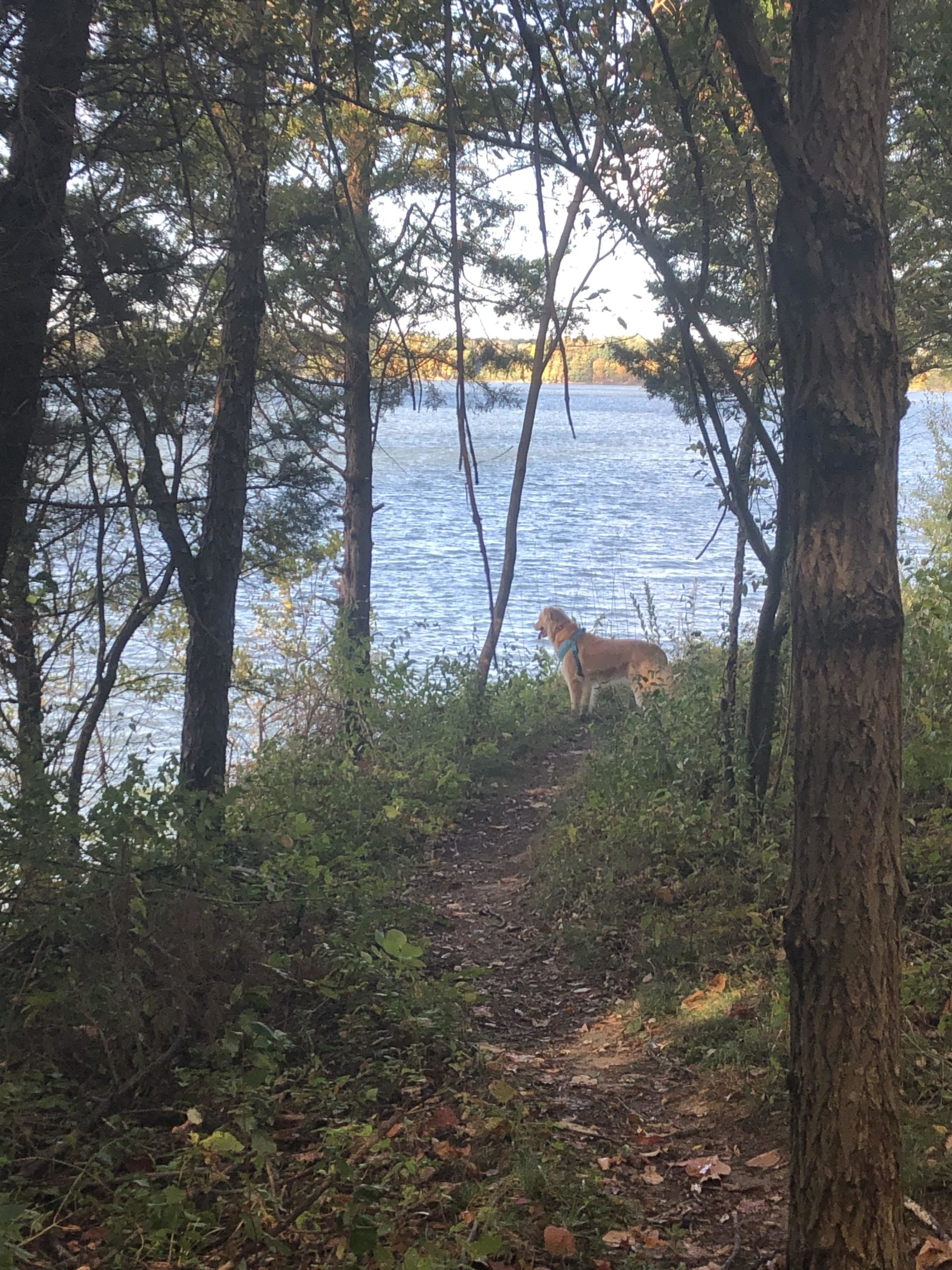A dog stands on a dirt path along the edge of a body of water, surrounded by trees and foliage. The scene is set in a natural, wooded area, creating a serene outdoor atmosphere. Caesar Creek mountain bike trail.