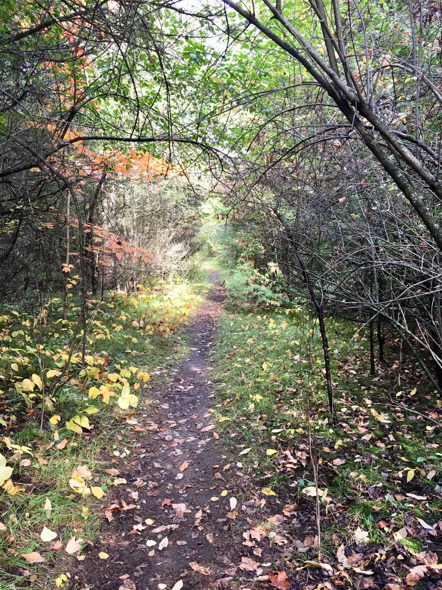 A narrow dirt path winding through a forest with trees on either side, showcasing autumn foliage with hints of orange and yellow leaves scattered on the ground. Sunlight filters through the canopy, creating a warm and inviting ambiance. Trenton Escarpment mountain bike trail.