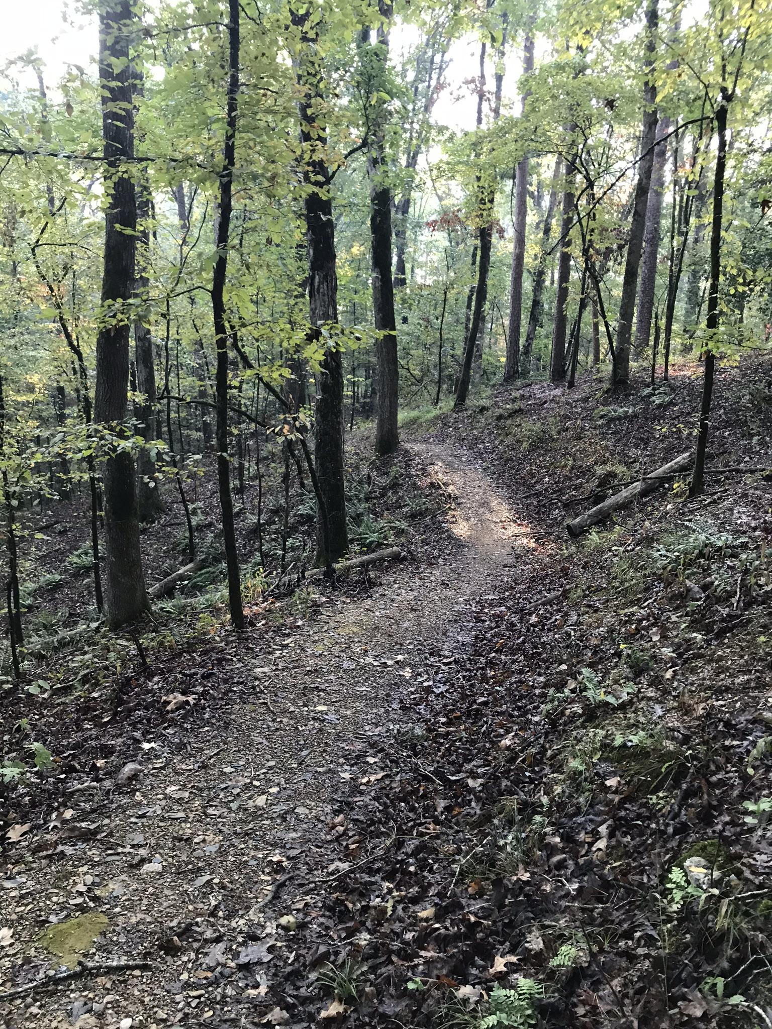 A winding dirt path through a lush green forest, surrounded by tall trees and scattered autumn leaves on the ground. The scene is tranquil, with dappled sunlight filtering through the foliage. Lake Ouachita Vista Trail (LOViT) mountain bike trail.