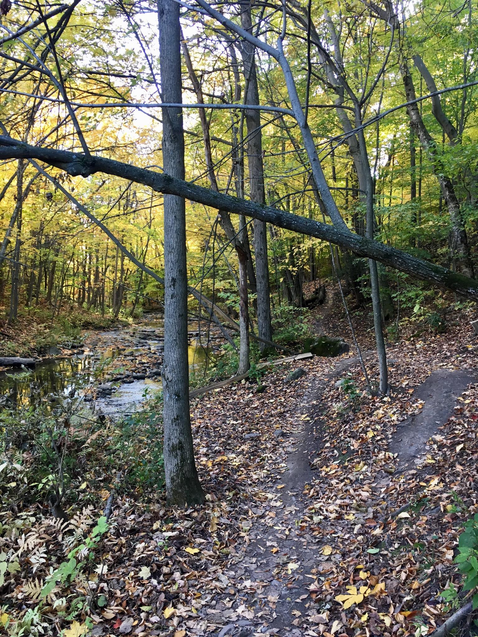 A serene forest pathway surrounded by trees with autumn foliage in shades of yellow and green, leading alongside a gently flowing stream. Fallen leaves cover the ground, creating a natural carpet along the trail. Sentiers de l'Abbaye d'Oka mountain bike trail.