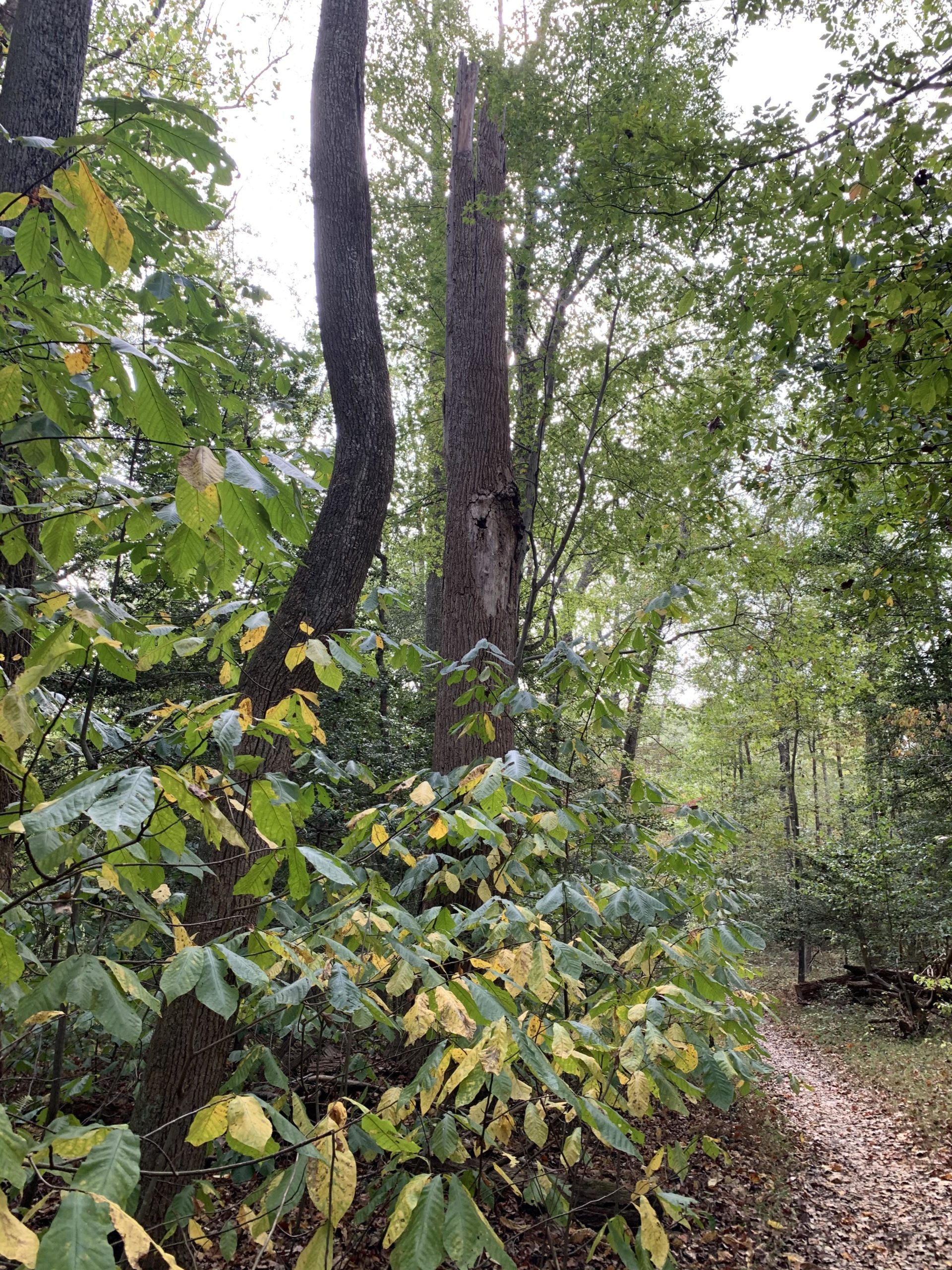 A wooded path bordered by green and yellow foliage, featuring tall trees and a broken trunk. The scene is illuminated by soft natural light filtering through the leaves, creating a serene atmosphere in the forest. Cedarville State Forest mountain bike trail.